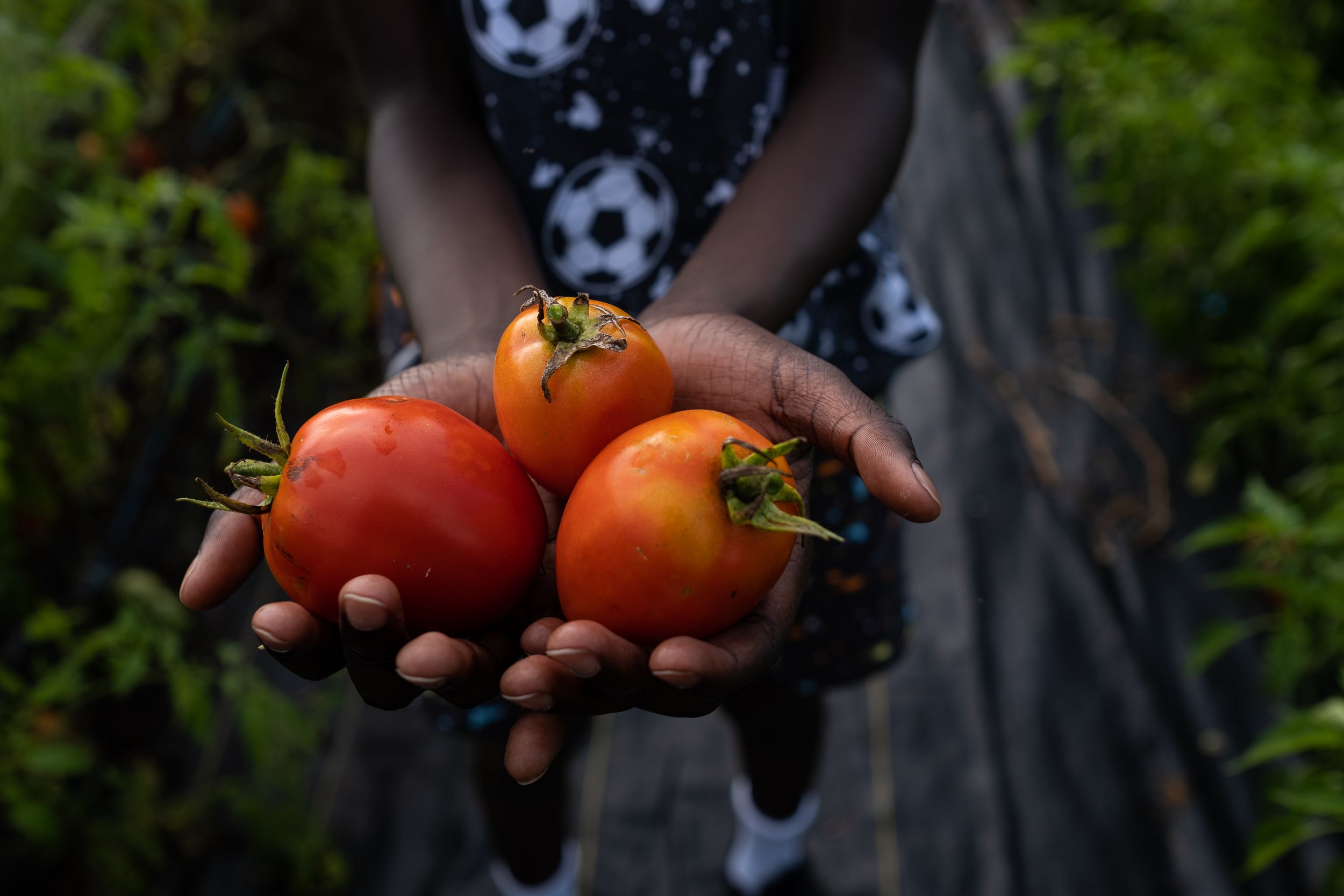 child holding tomatos