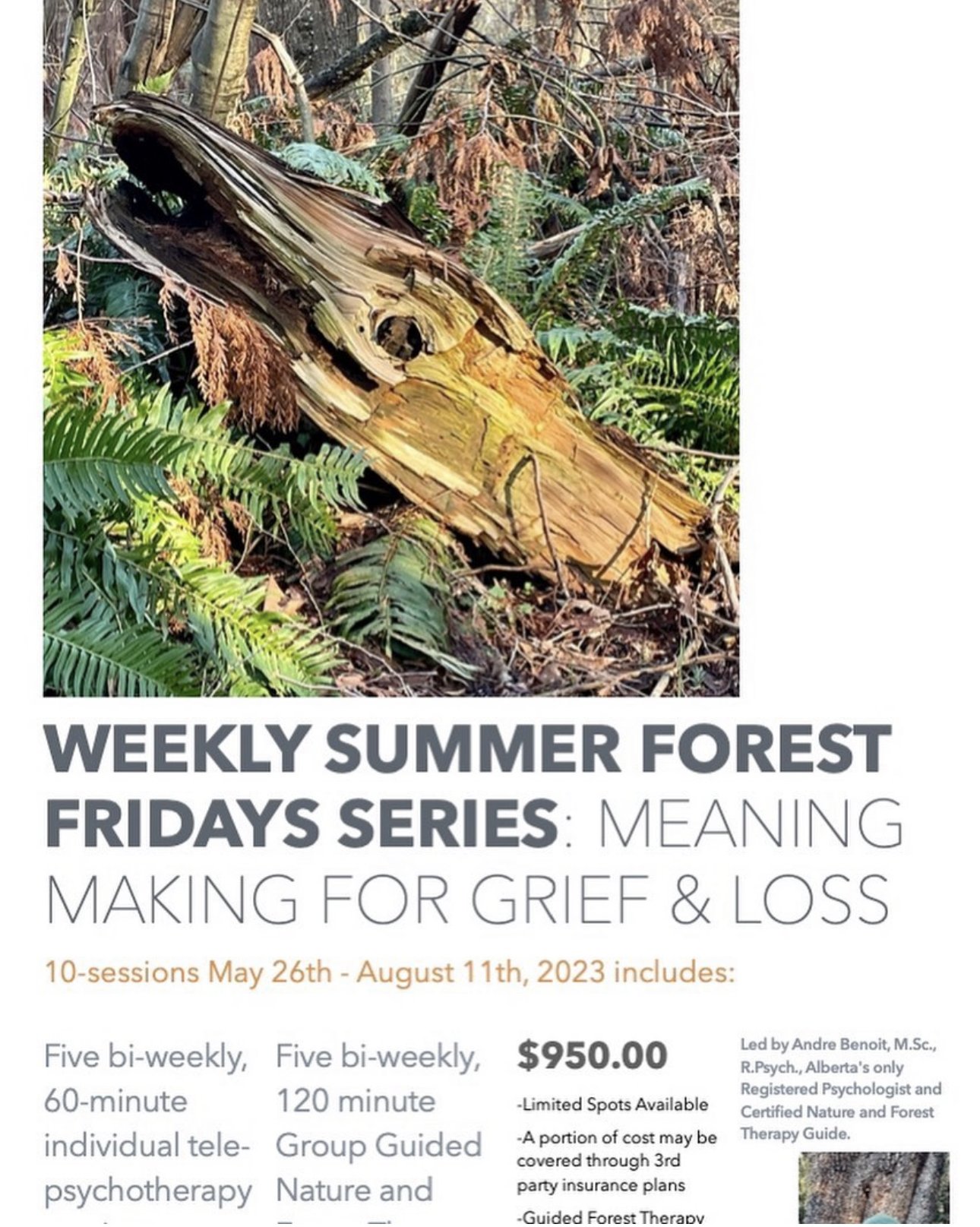 Forest Fridays Series: Meaning Making for Grief & Loss