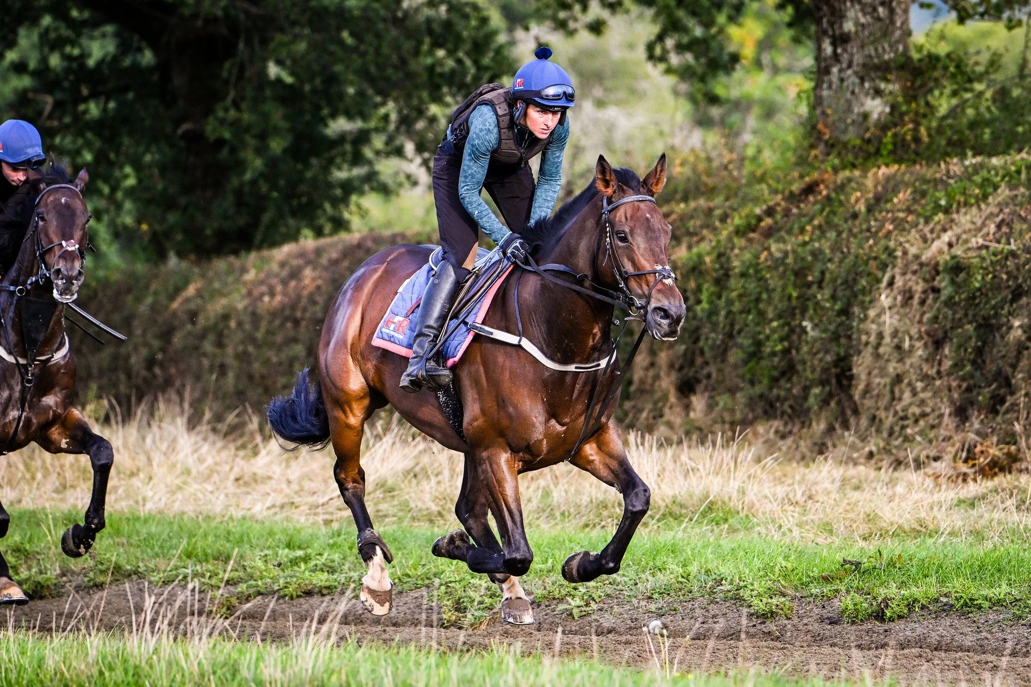 Jockeys riding racehorses through a grassy woodland course