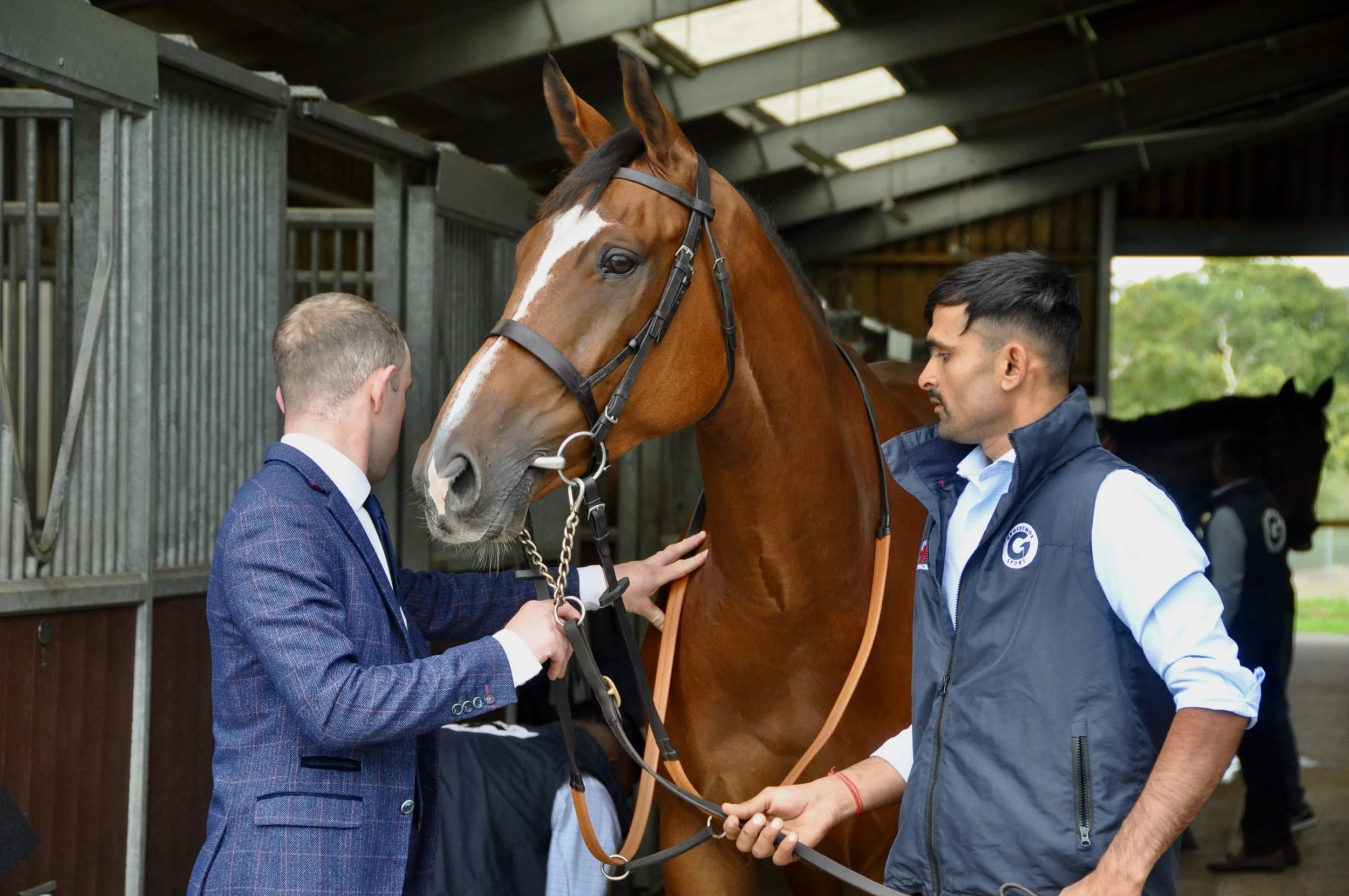 Horse handlers preparing a bridled chestnut horse in a stable.