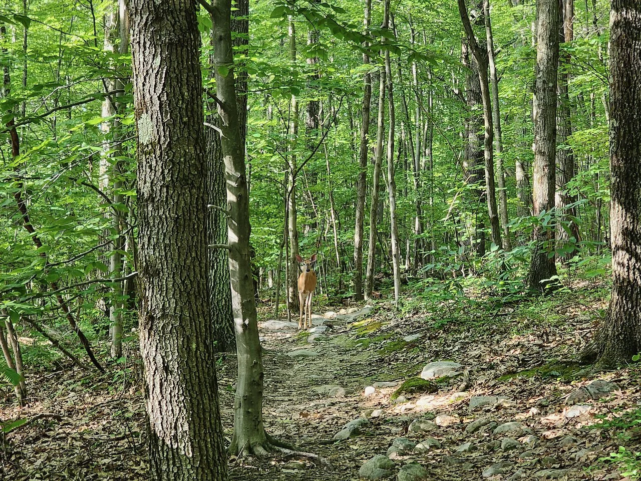 Pine Cobble and Scrub Hill (Berkshires hiking) — Solo Female Wanderer