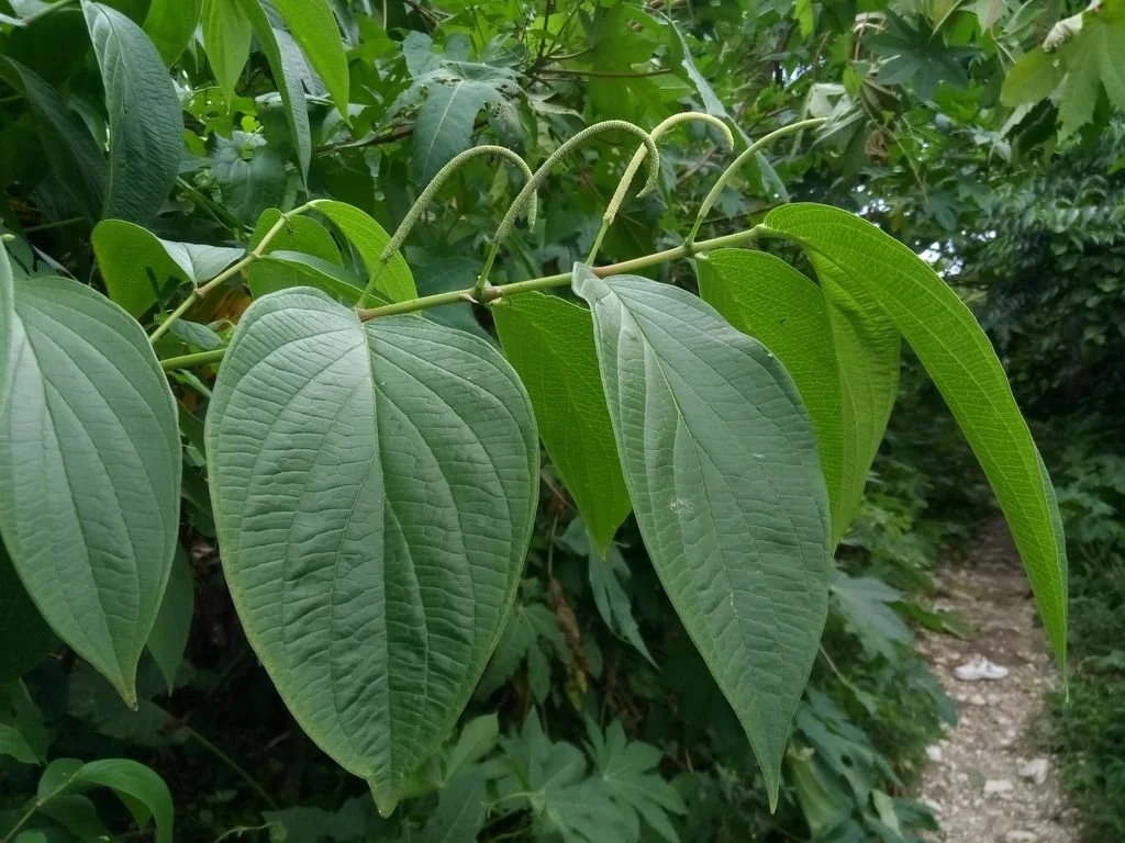 Higuillo (Piper aduncum) - Fotografía de Kew Gardens