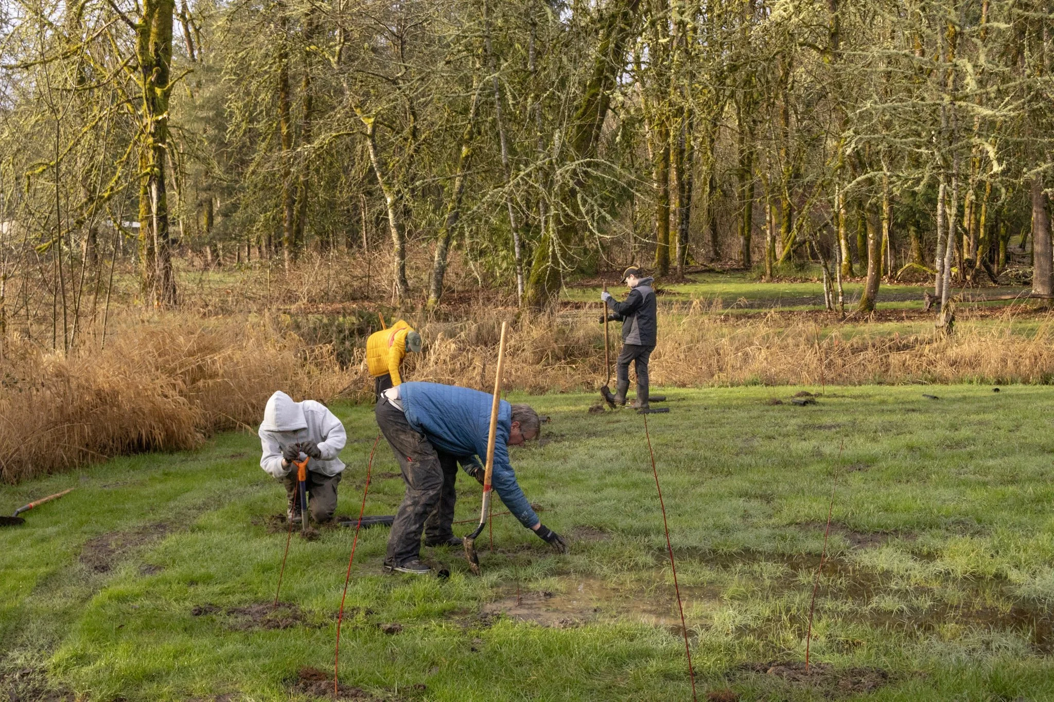 Volunteers planting native trees