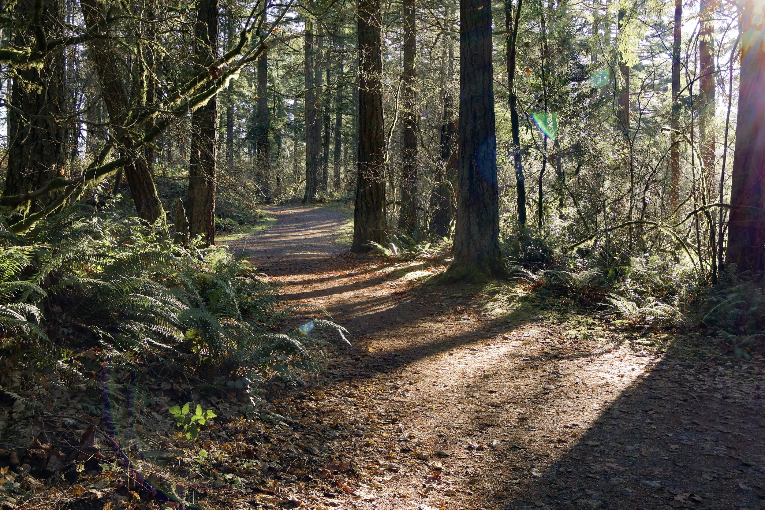 Forested trail