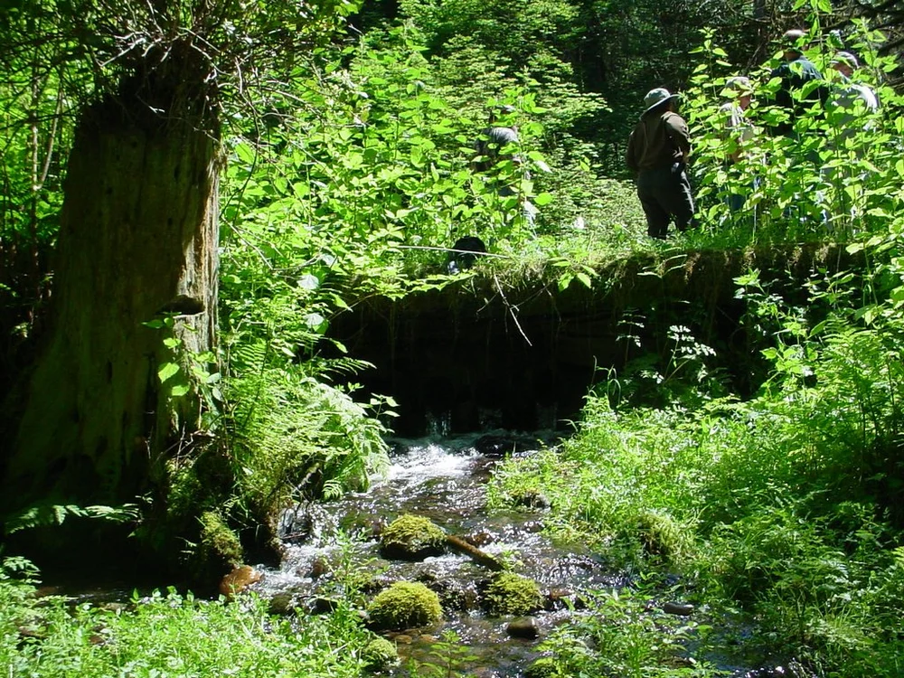 Streamside & Riparian Stewardship — Clark Conservation District