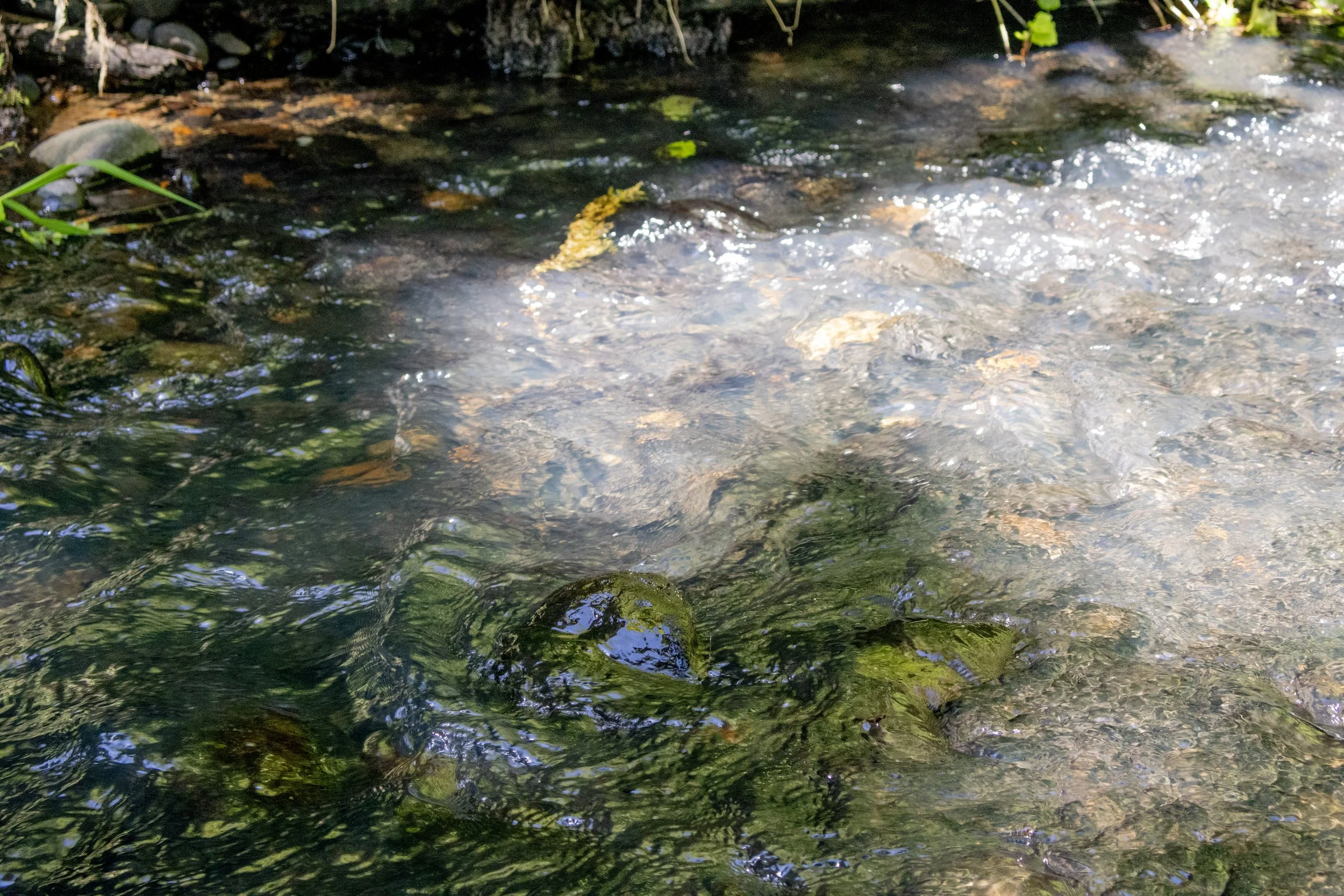 Streamside & Riparian Stewardship — Clark Conservation District
