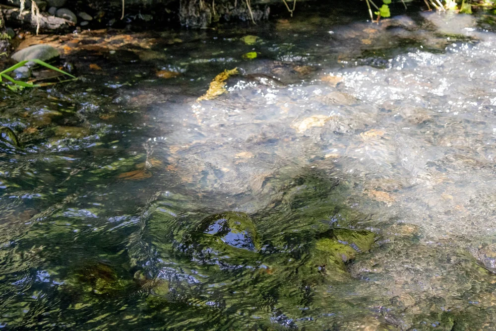 Streamside & Riparian Stewardship — Clark Conservation District
