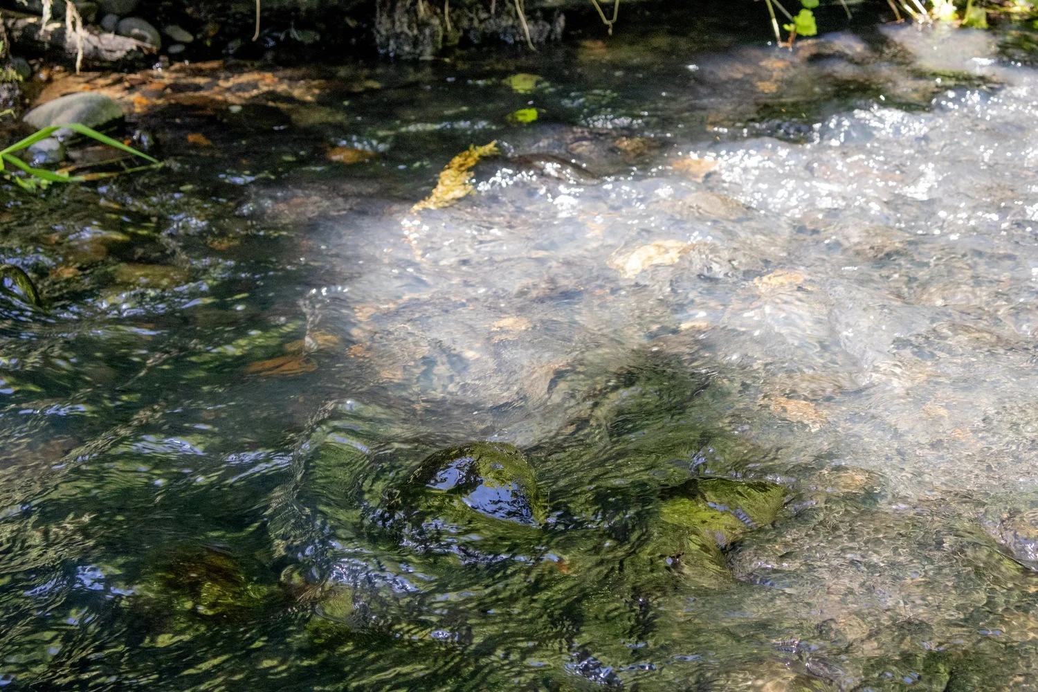 Streamside & Riparian Stewardship — Clark Conservation District