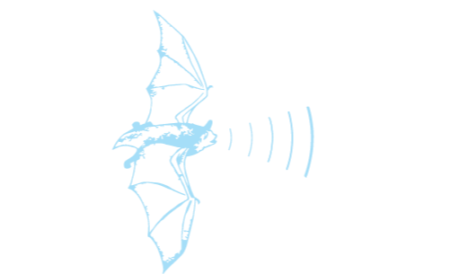 little brown bat echomyotis echolocation