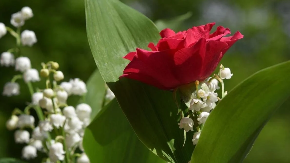 LES RESTAURANTS ROYAL BUFFET SONT OUVERTS LE MERCREDI 1° MAI