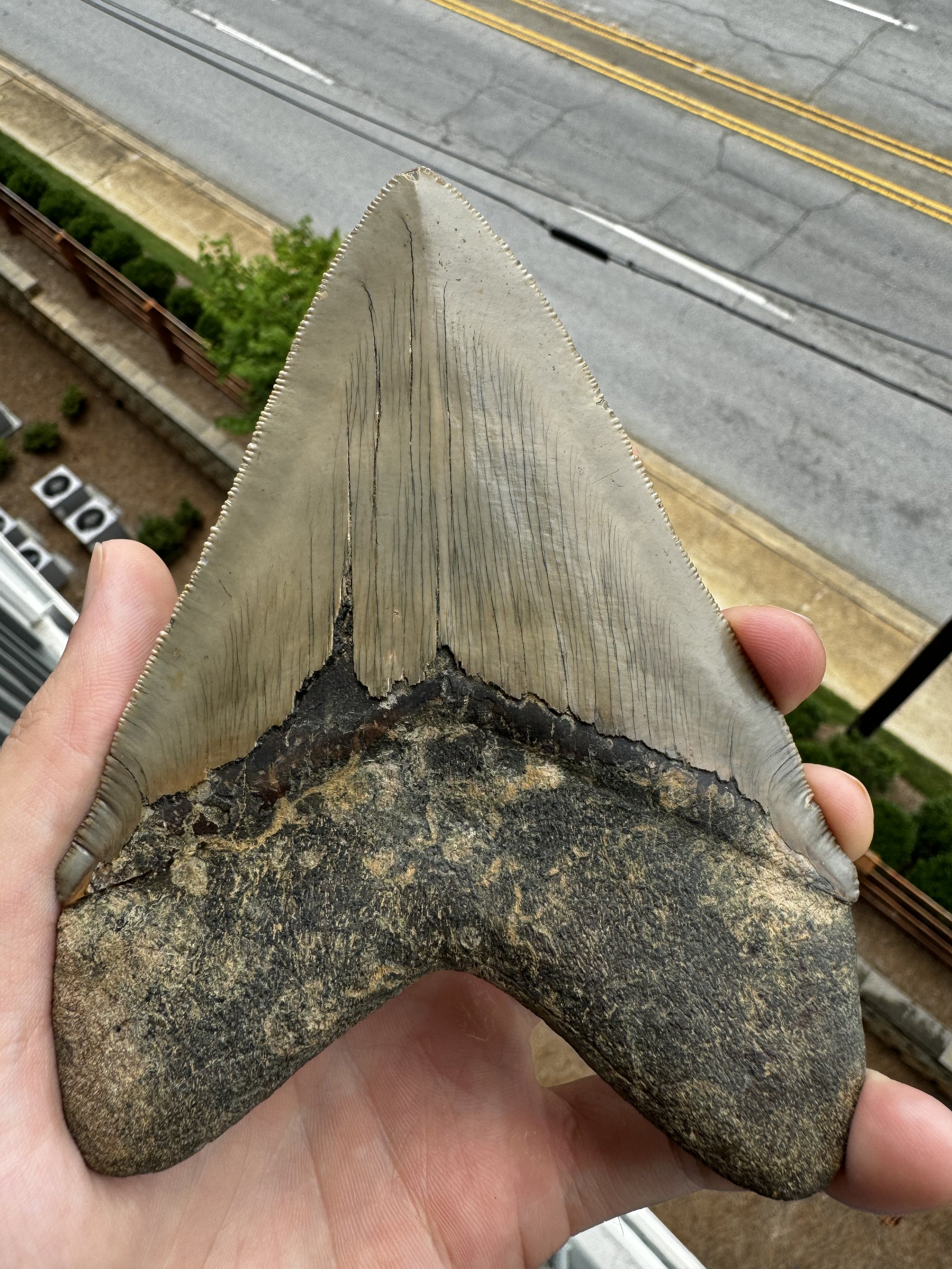Wide Heart Meg 5.60 inch
