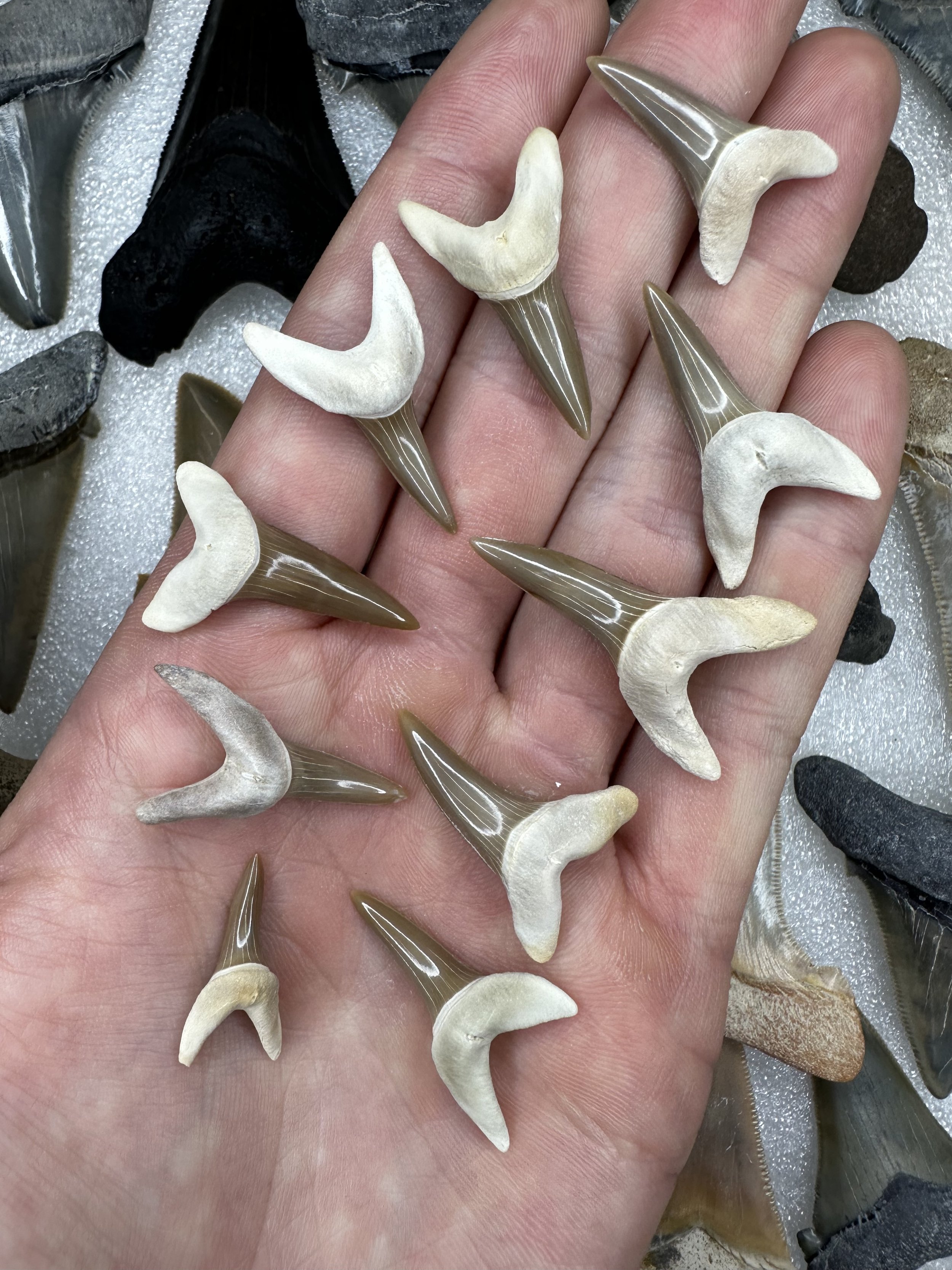 10x Rare Kazakhstan Makos