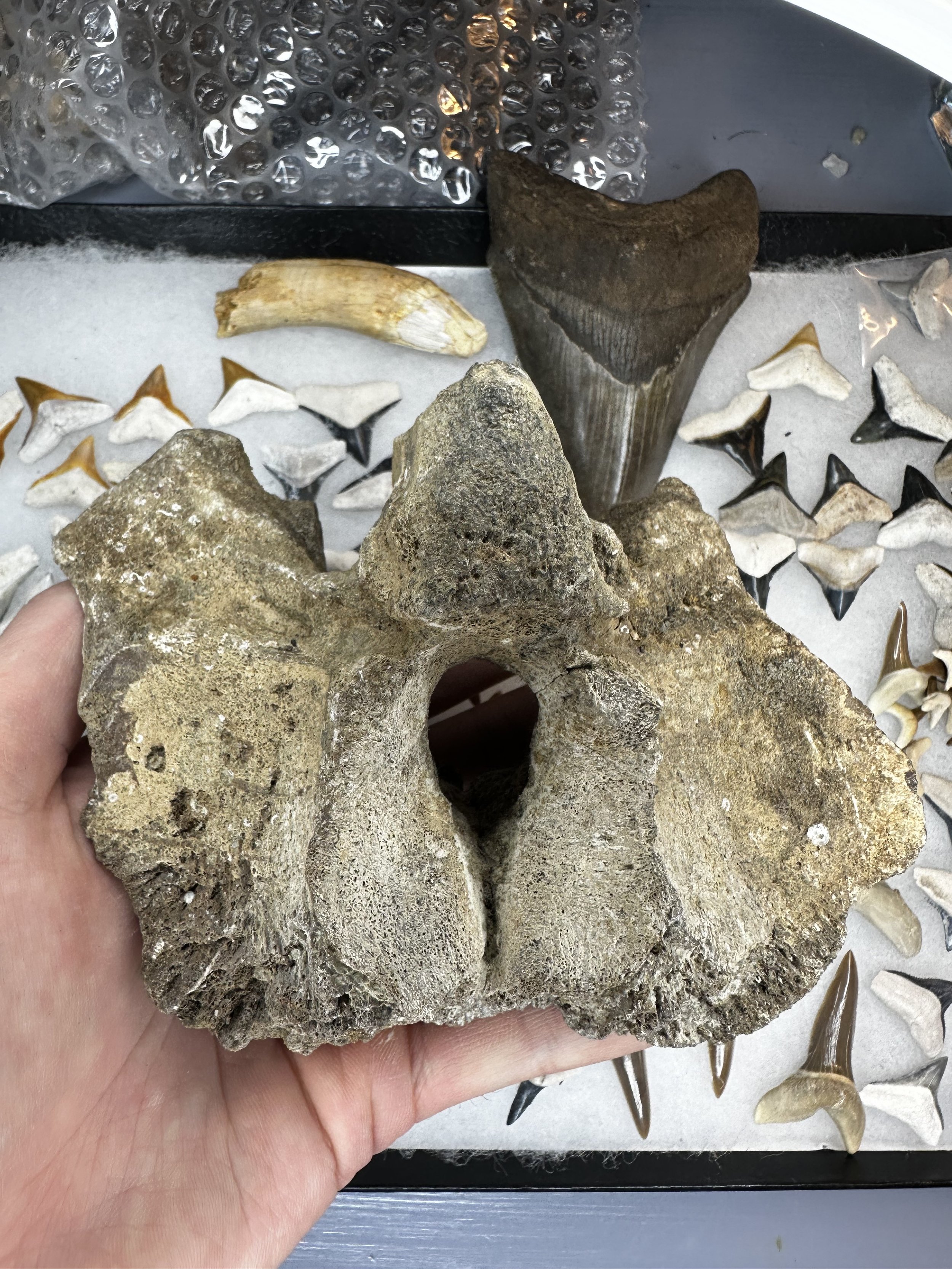 Rare Dolphin Blow Hole Fossil