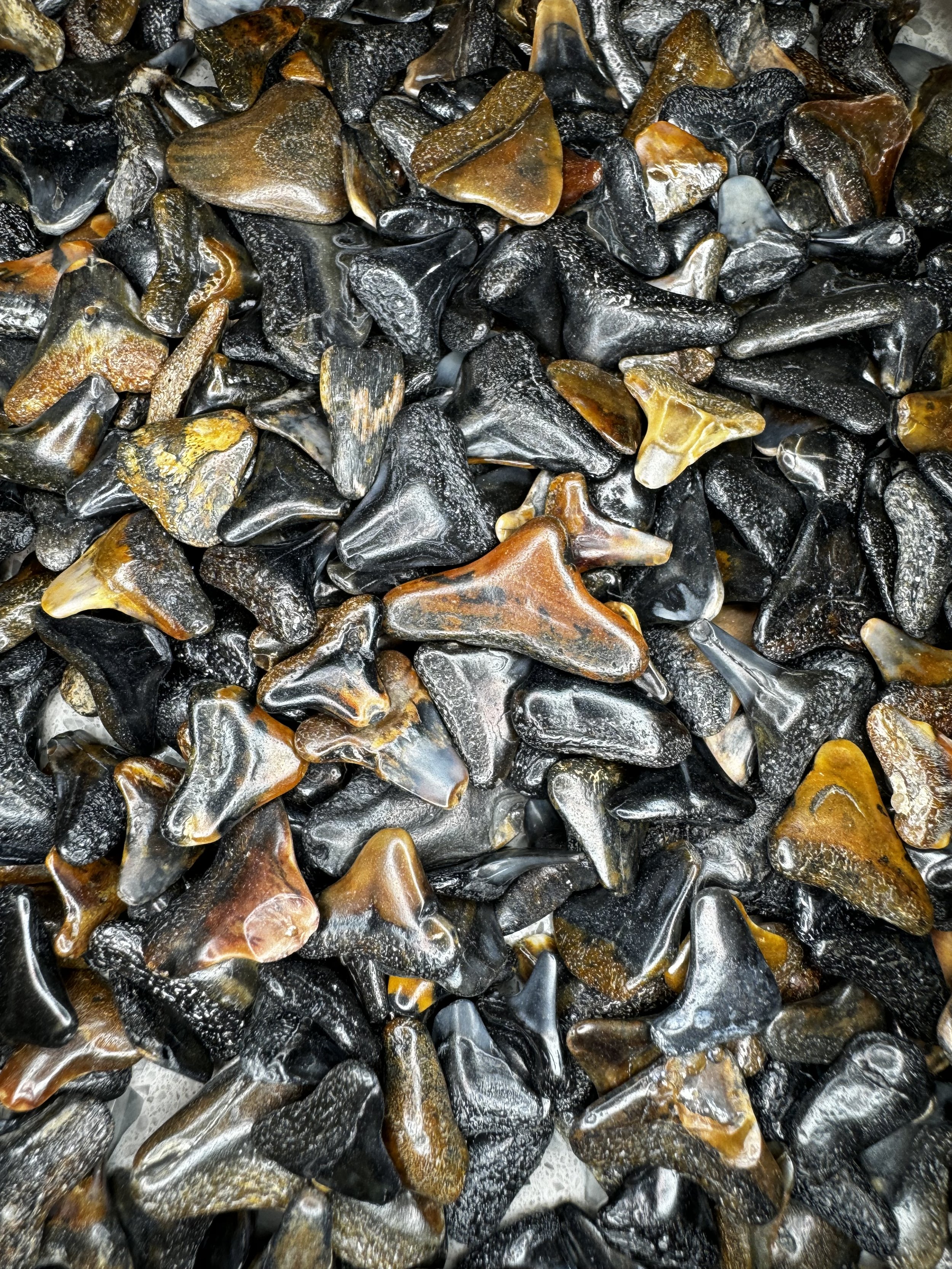 Florida Beach Teeth Jars