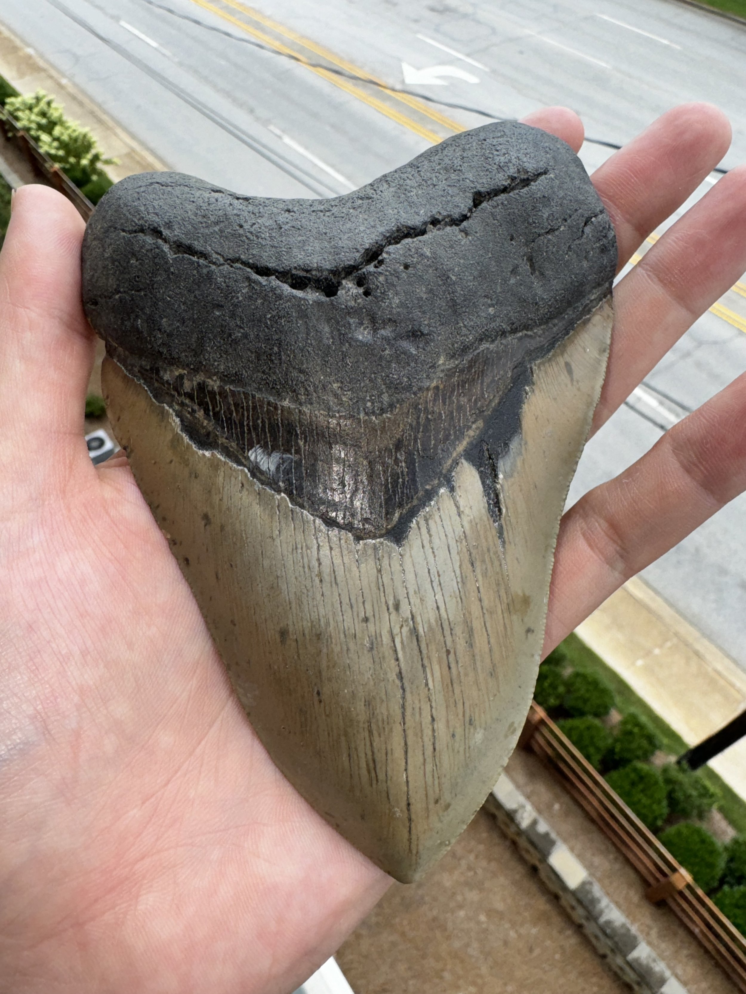 Massive Torpedo Meg 5.55 inch