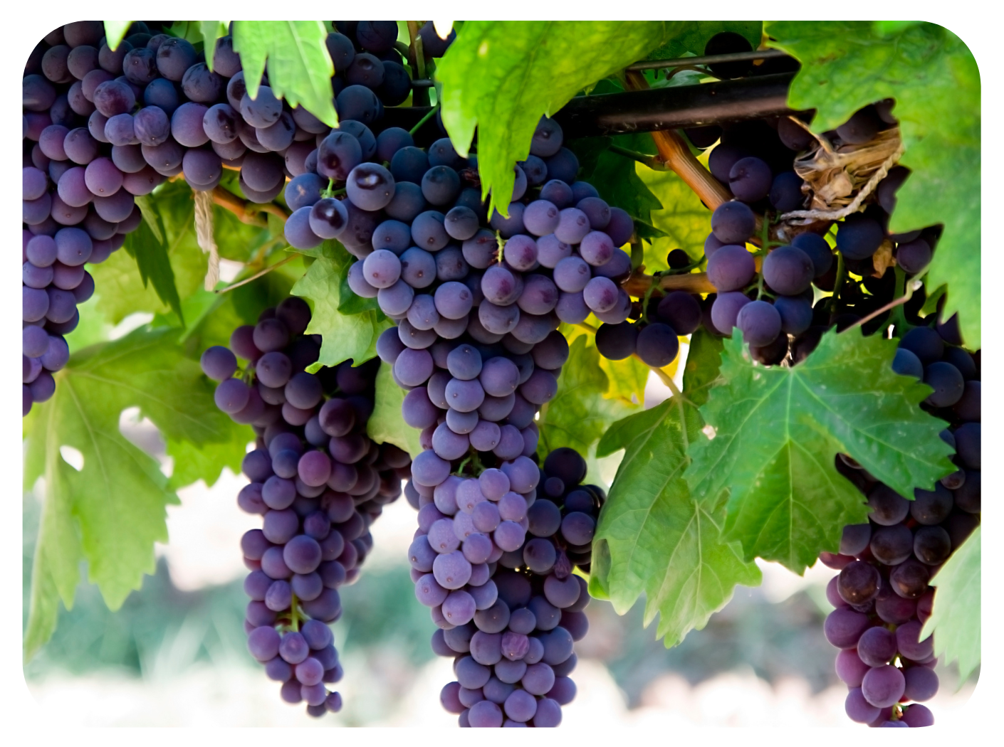 Lower inflammation with polyphenols