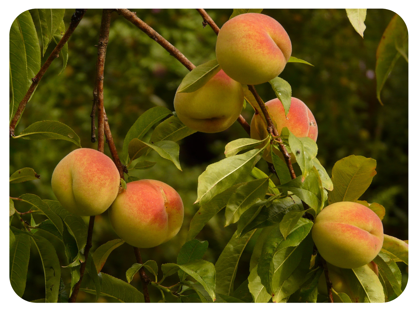 Peaches’ Skin-friendly Ceramides