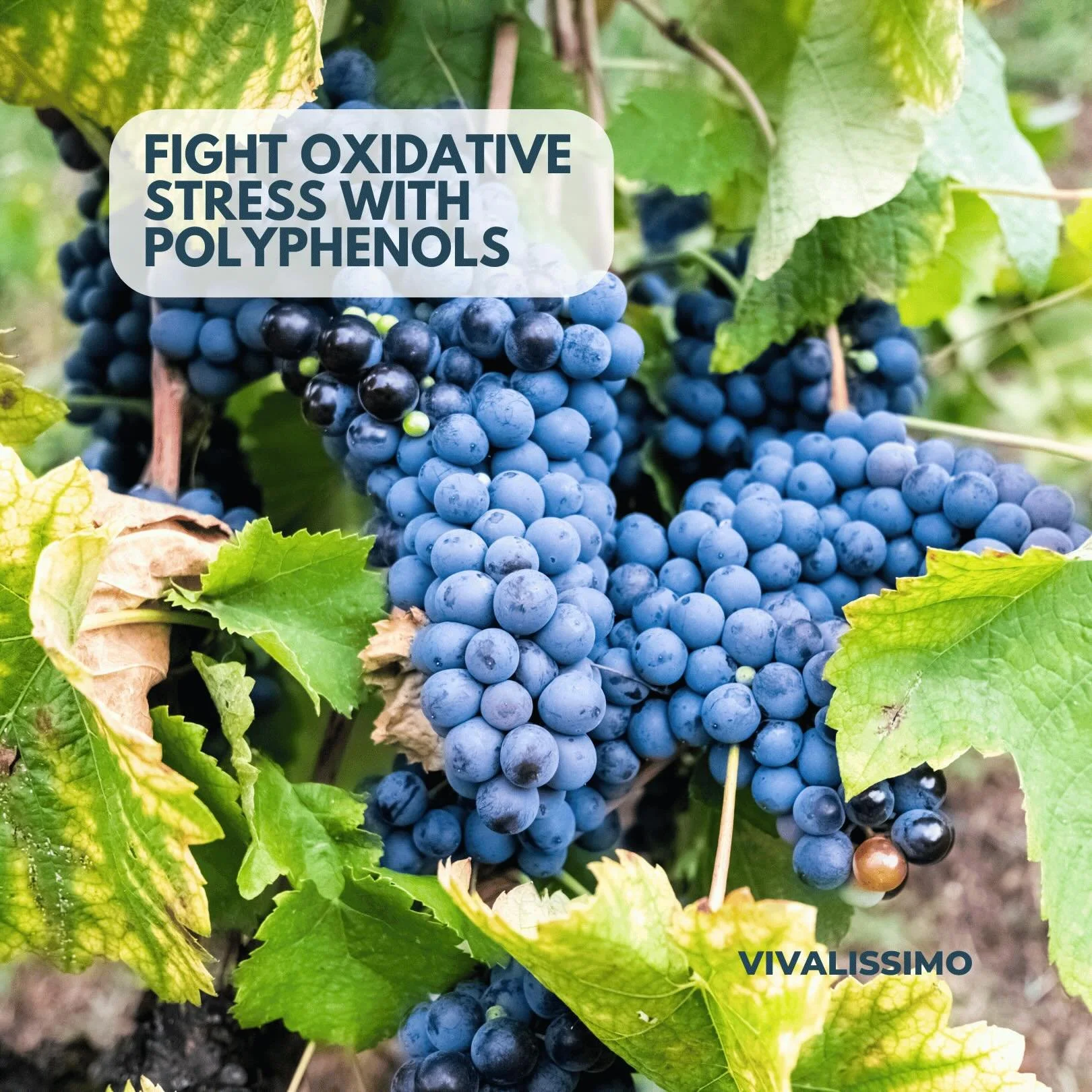 Polyphenols are powerful plant compounds that support everything from reducing inflammation and improving insulin absorption to aiding digestion and enhancing cognitive function. Link in Bio #adaptogens #functionalnutrition #hormonebalance