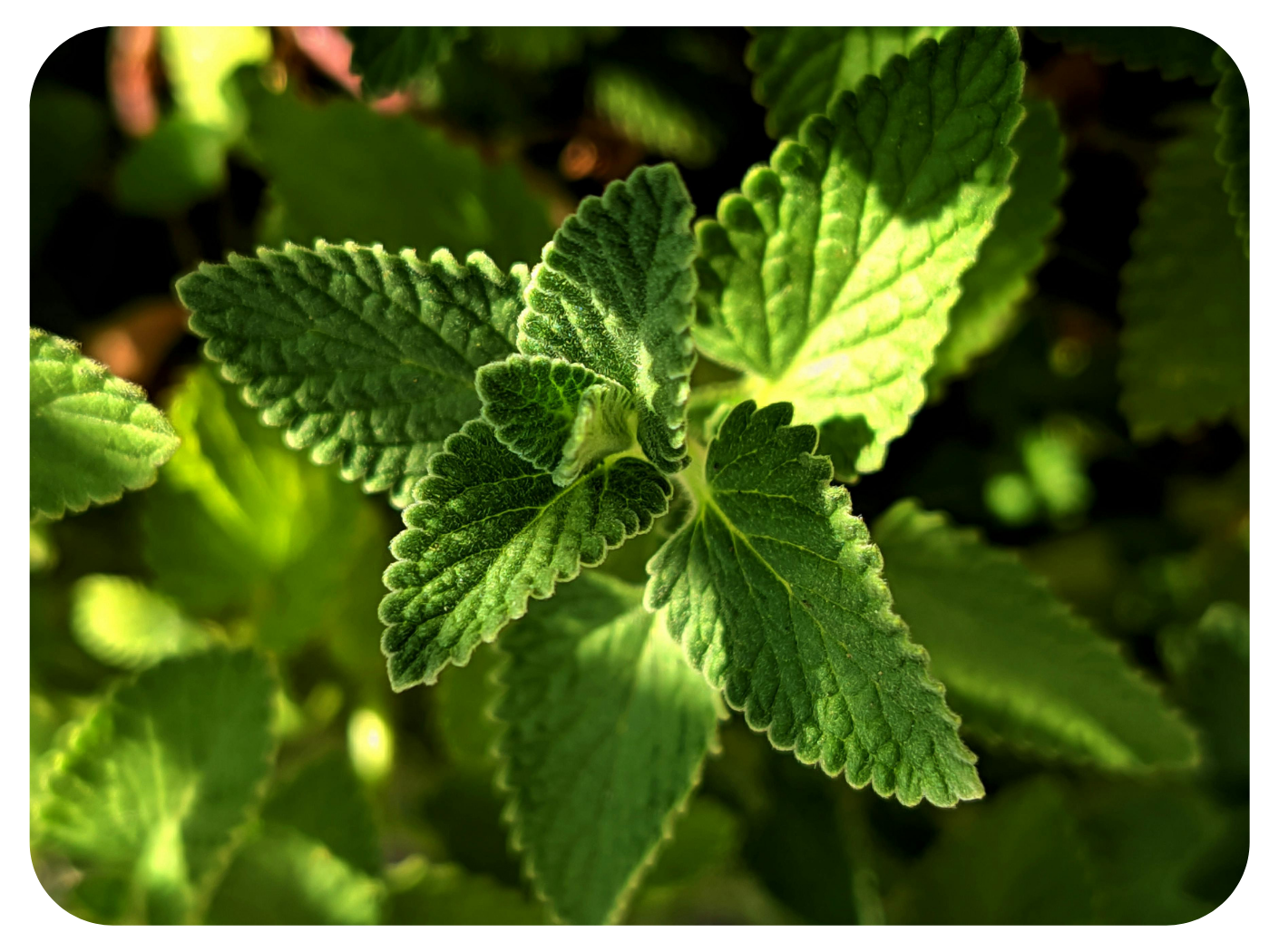 Wake Up the Mind and Support Digestion with Mint