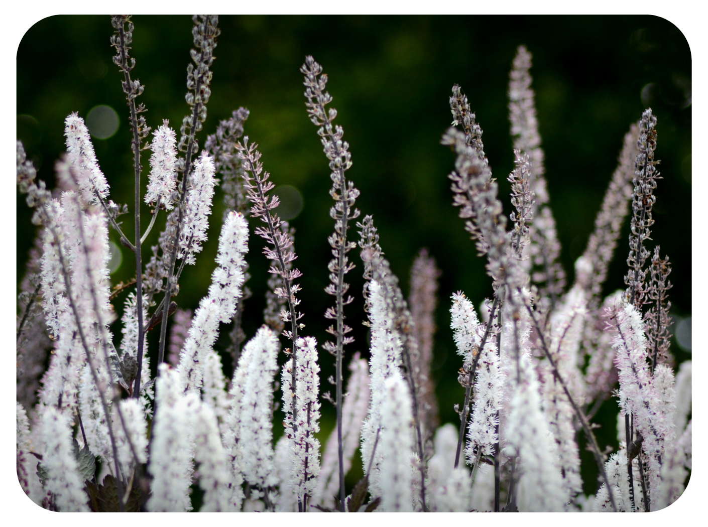 Black Cohosh for Hot Flashes, Mood and Sleep