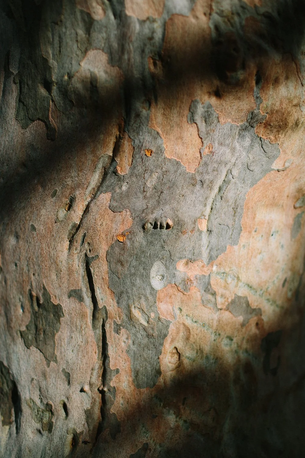 NTCC Flannel Flower Track-1.jpg