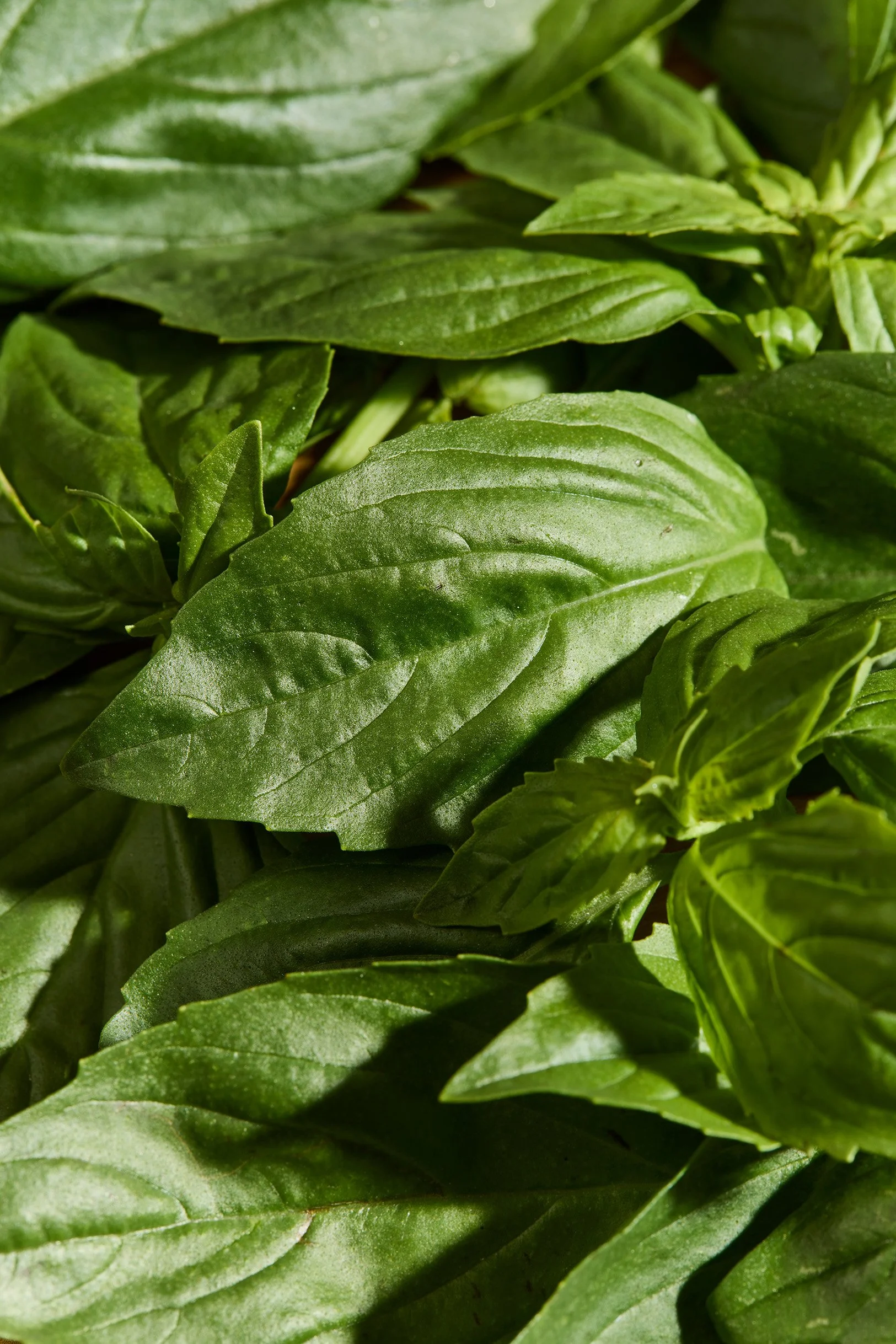 Resized_Fiorucci_WebsitePhotography_Basil_Uncropped.jpg