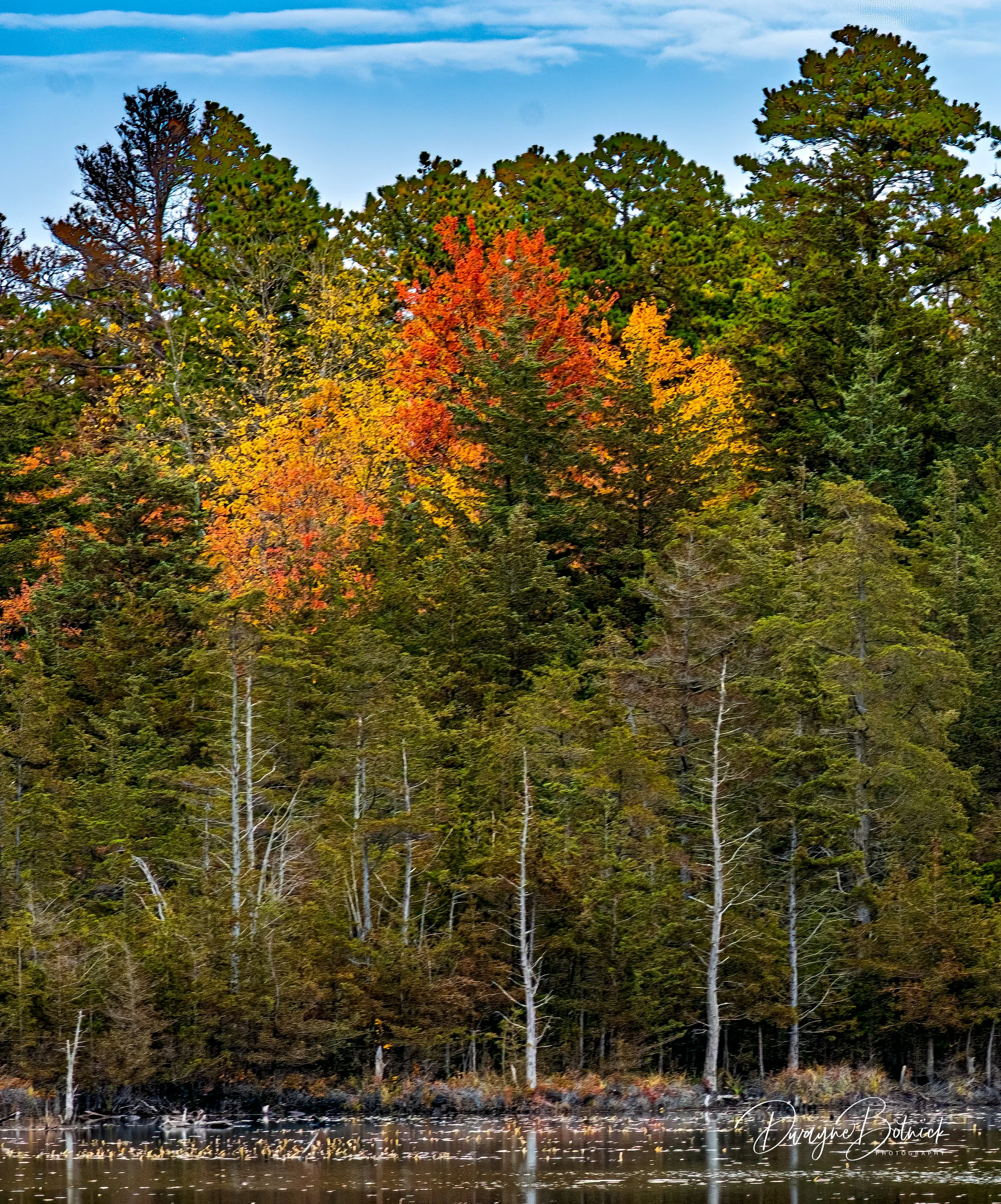 Last Fall Colors - Brendan Byrne State Forest-818.jpg