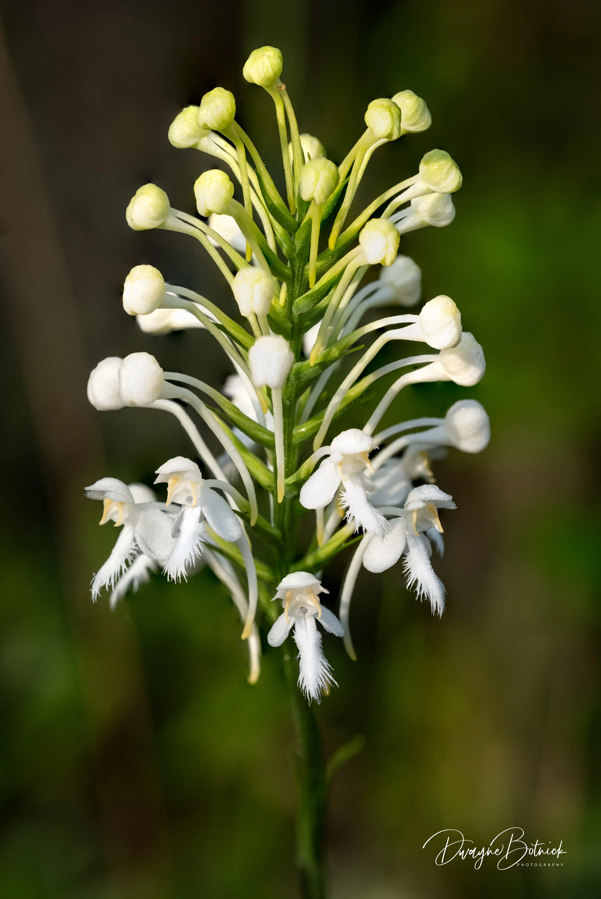 White Fringed Orchid