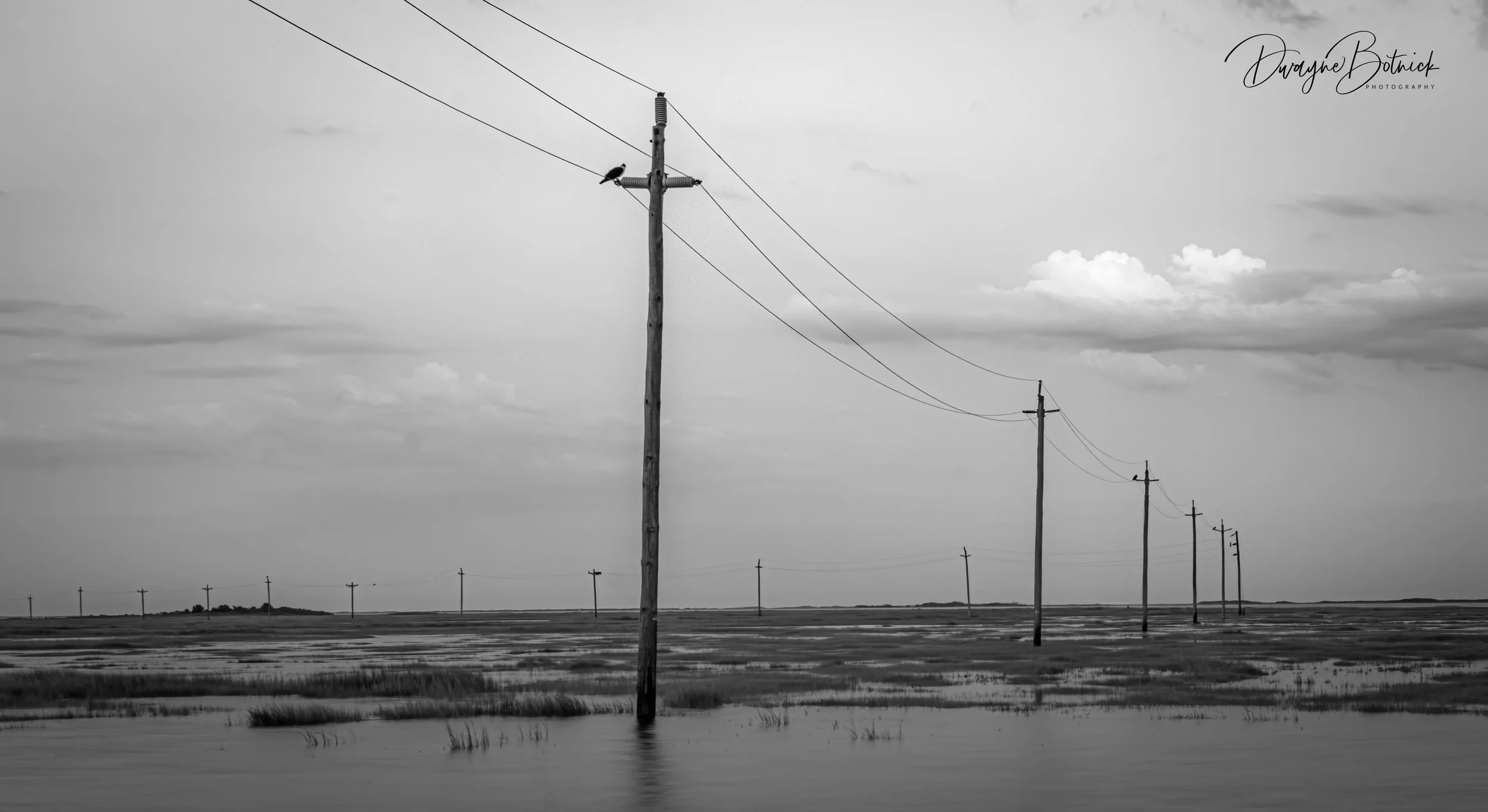 Power lines & mother Osprey - Great Bay, NJ