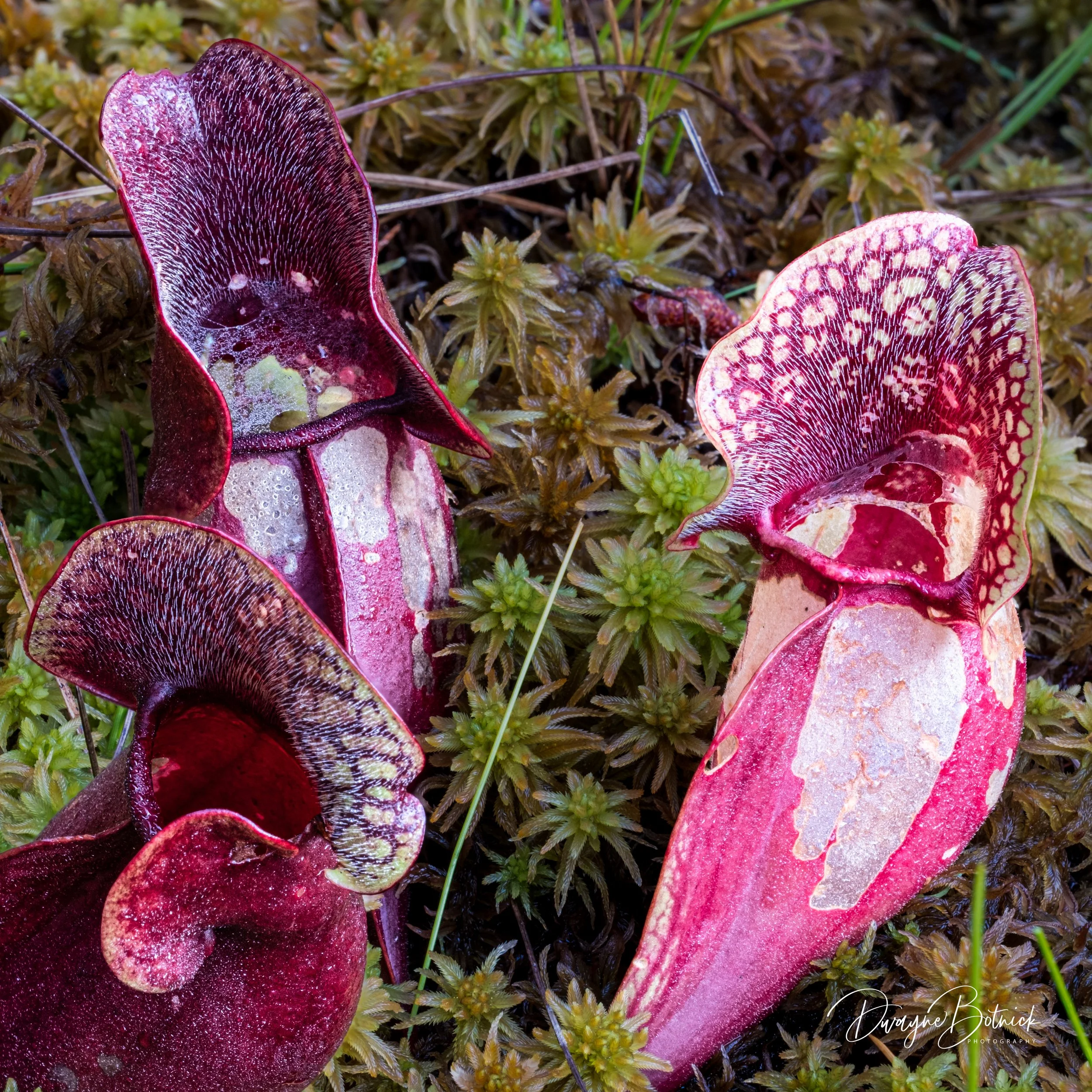 Purple Pitcher