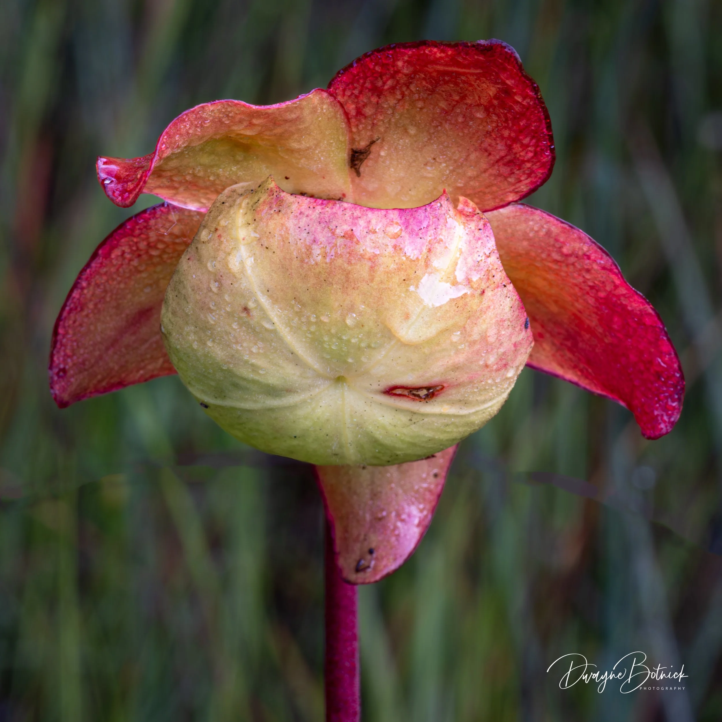 Purple Pitcher
