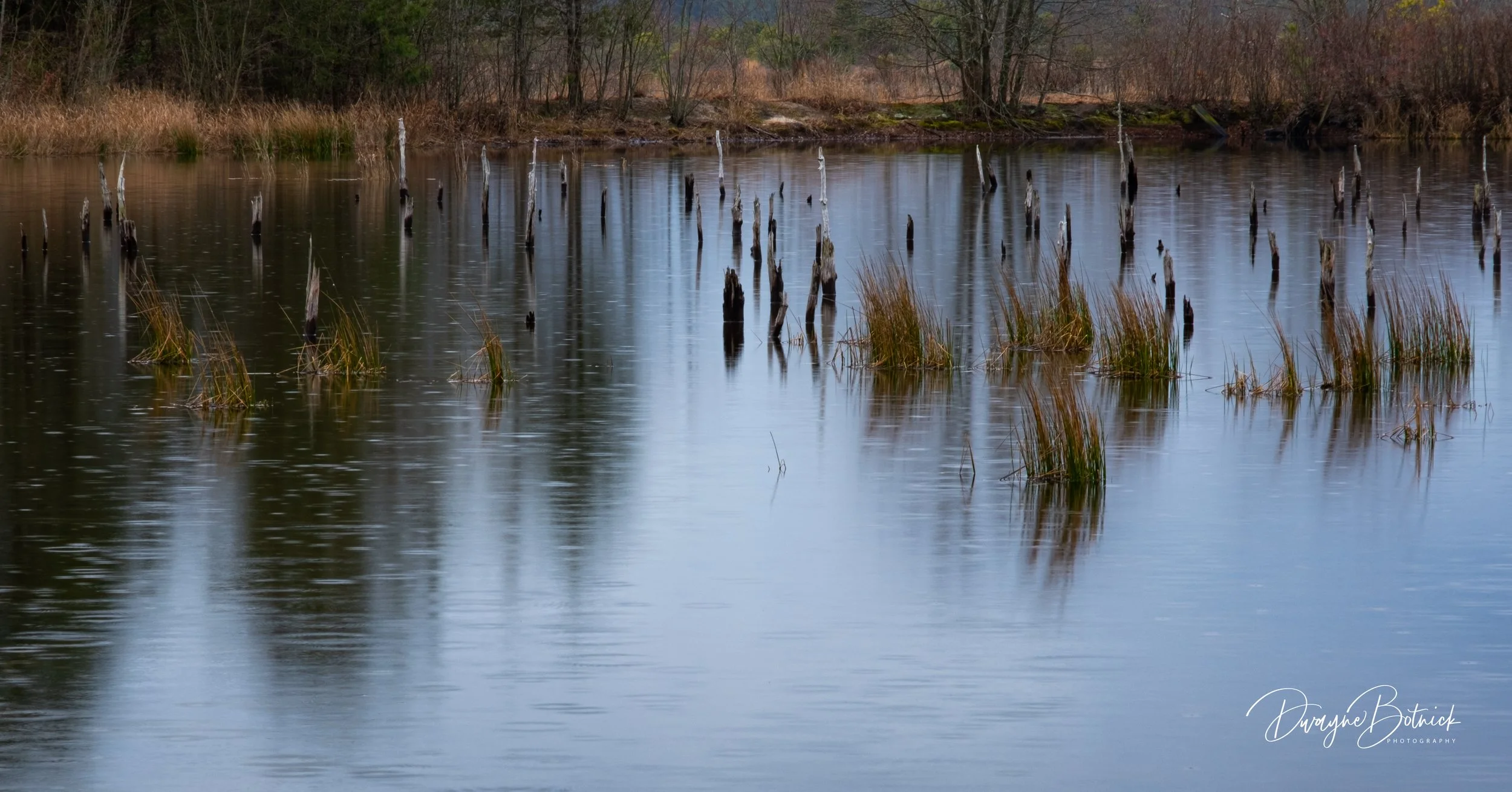 Reflections - Franklin Parker Preserve