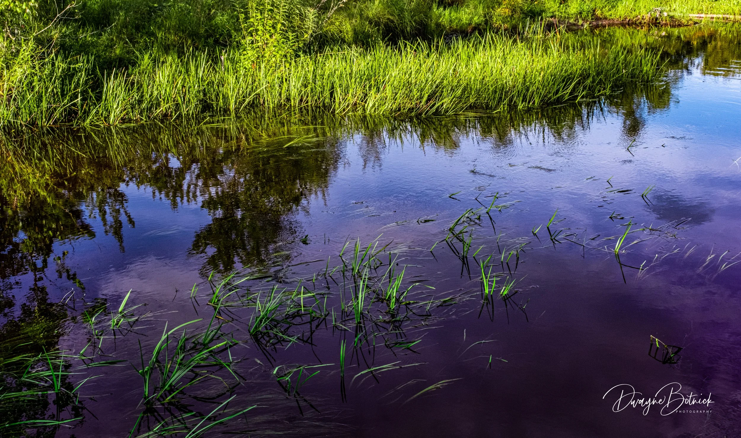 Pinelands - Mulica River, NJ