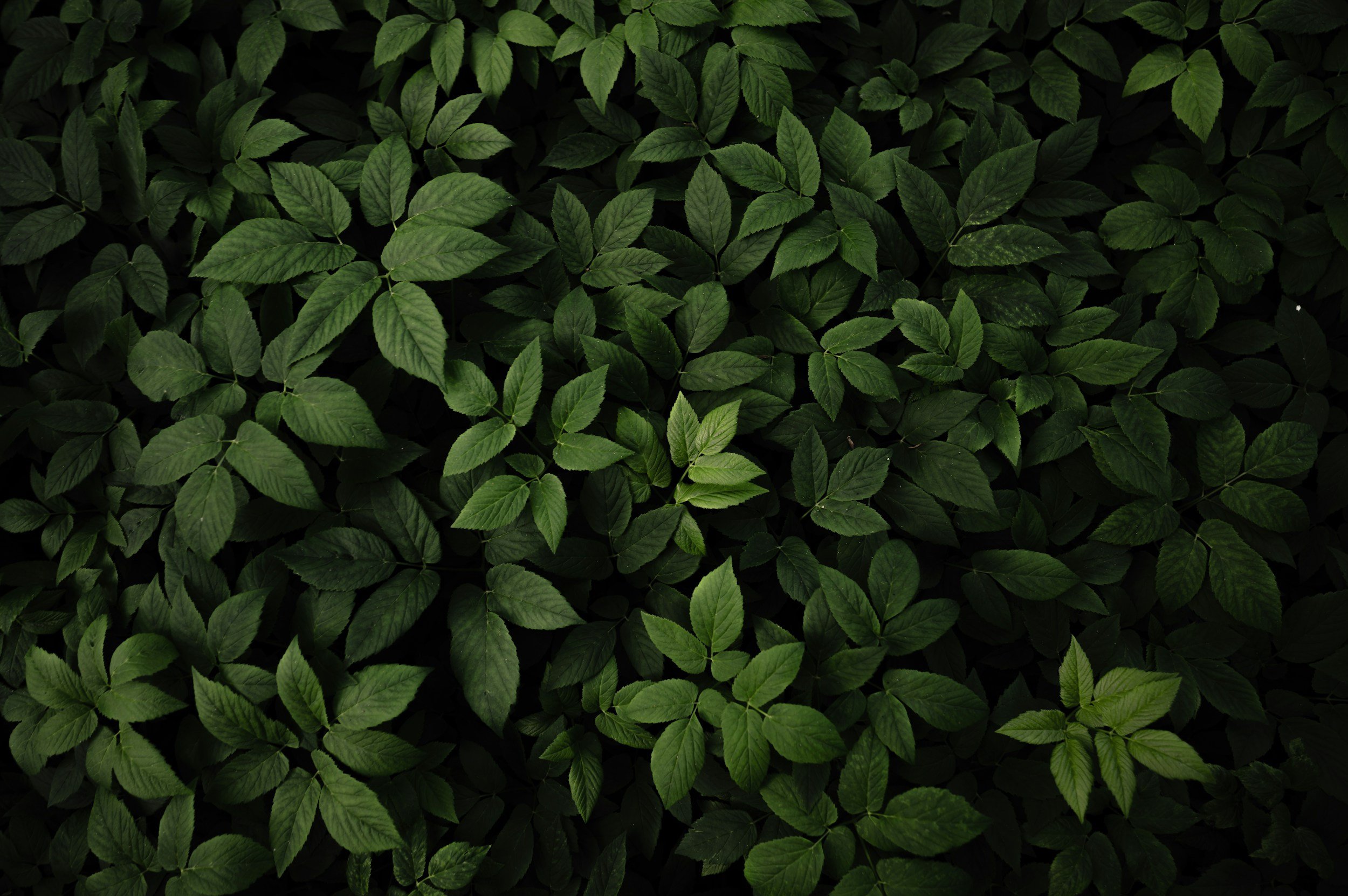 Dark green leaves representing clinical clarity and natural grounding in ADHD assessment for psychiatrists