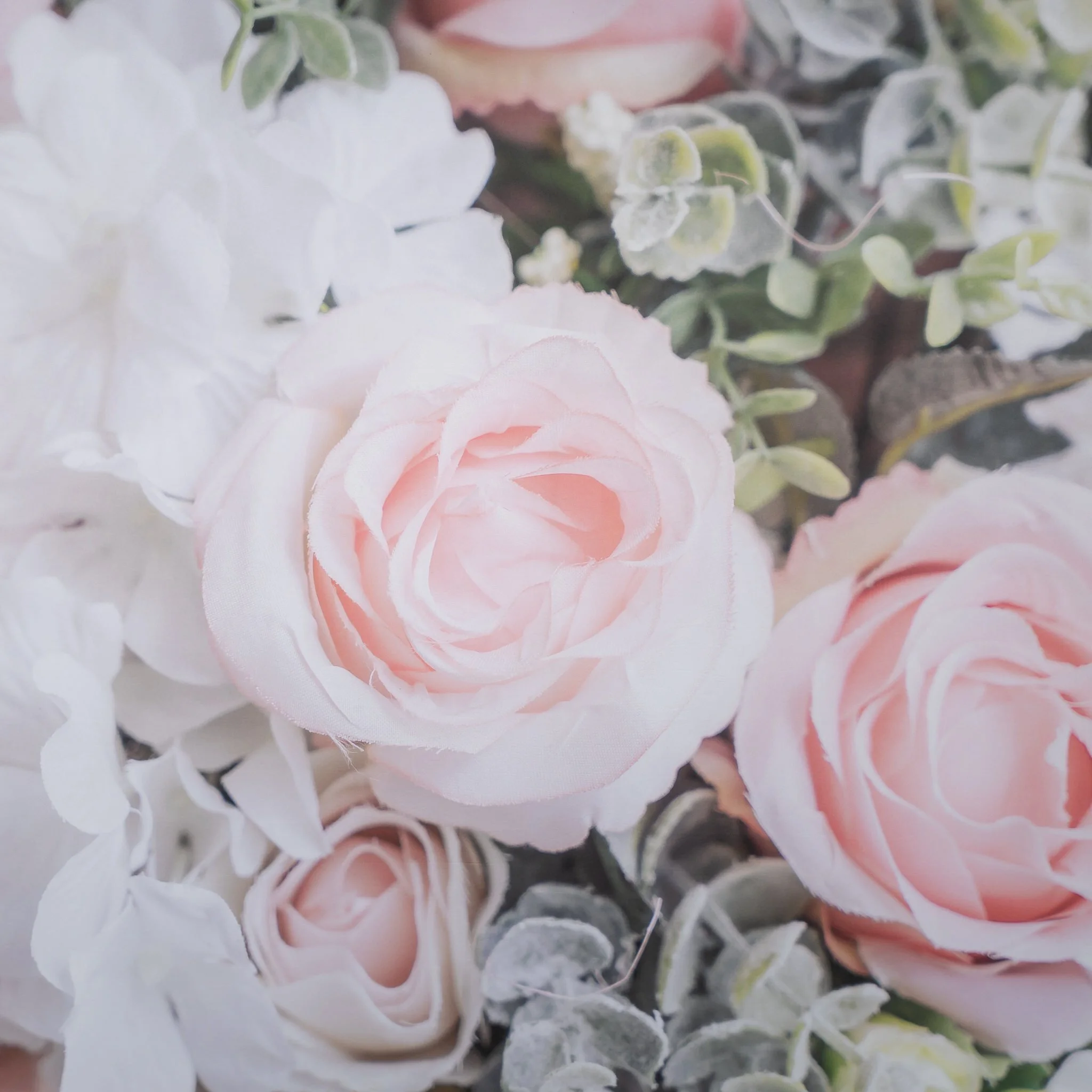 Close-up of light pink and white roses and greenery.