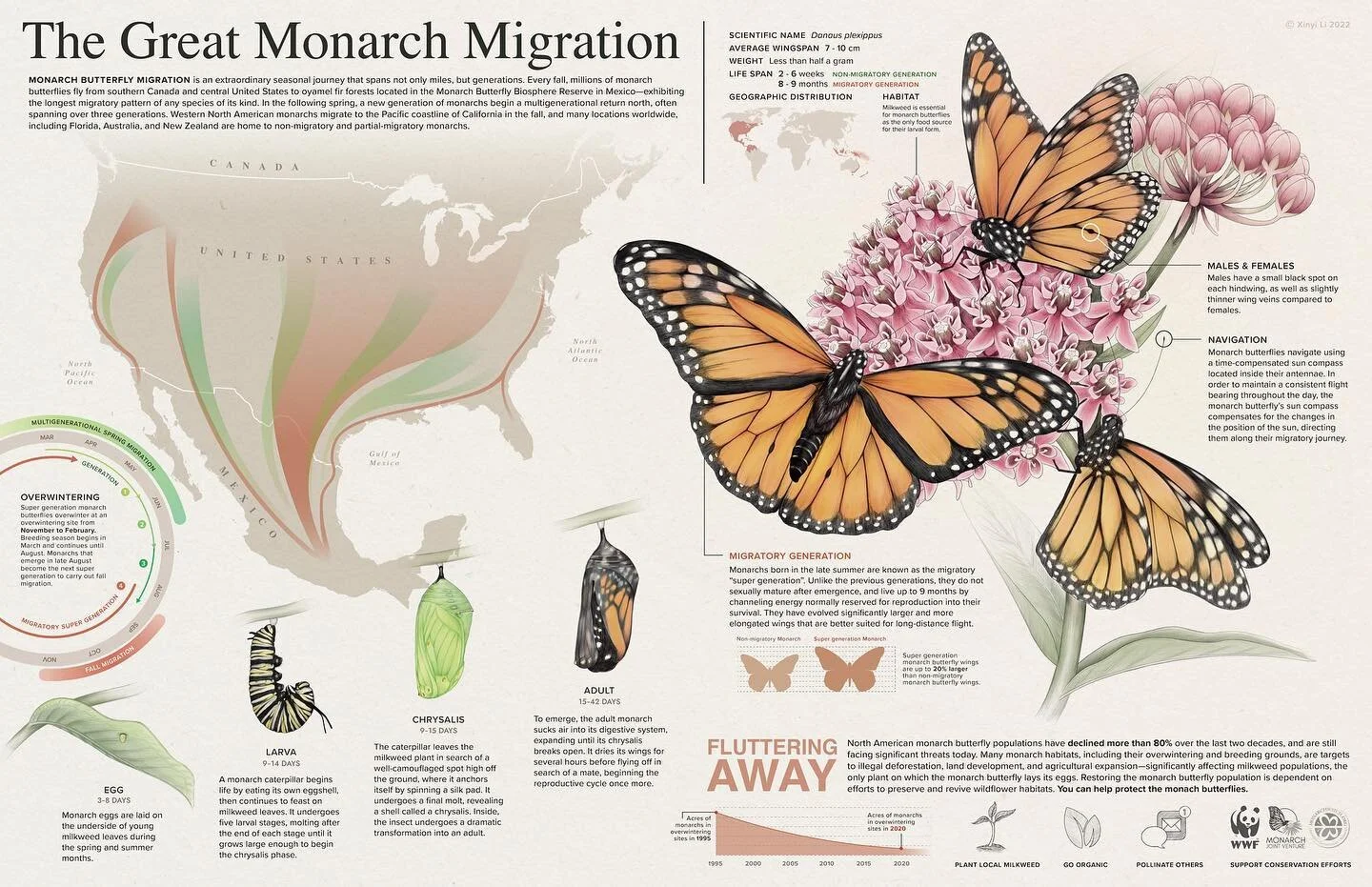 The Great Monarch Migration 
-
Belated post of my infographic on monarch migration. Thank you to everyone who has given this piece so much support! 
.
.
.
#AMI2022 #ami #art #sciart #monarchbutterfly #infographicsdesign #artist #artistsoninstagram #b