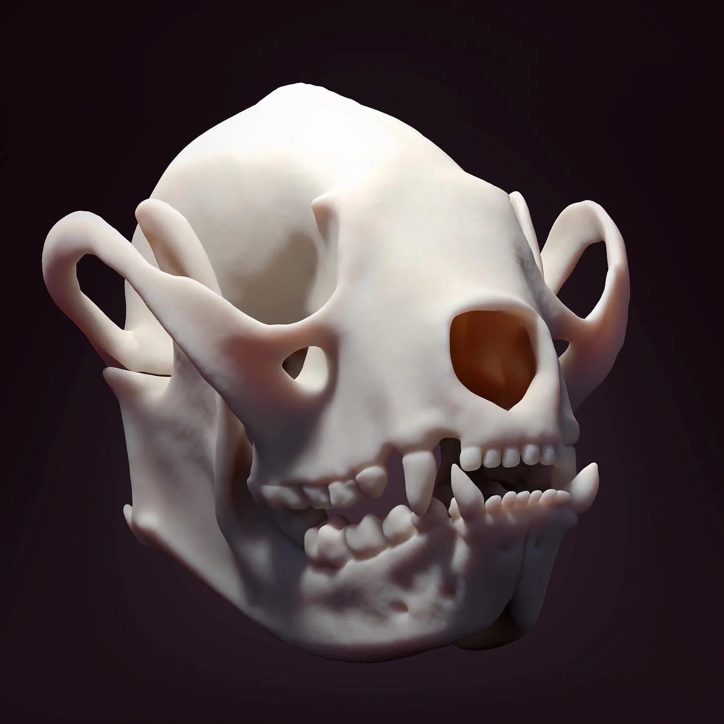 Red panda skull!
Started off as a mesh extracted from CT scan data, cleaned up and retopologized in Zbrush, then rendered in Cinema 4D 🪄
Dynamesh and subsurface scattering are my new favourite things. iykyk 🐼
.
.
.
#cinema4d #zbrush #3d #redpanda #
