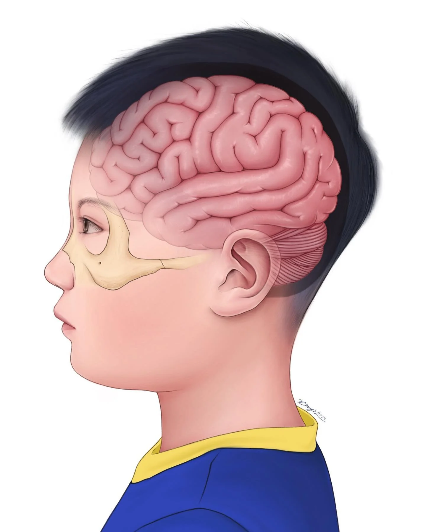 A portrait of my little brother and his squishy brain 🧠 
.
.
.
#neuroanatomy #portrait #anatomy #anatomydrawing #brainillustration #medicalillustration #artistsoninstagram #art #artwork #neuroscience #digitalart #digitaldrawing #medart #medicine #ar