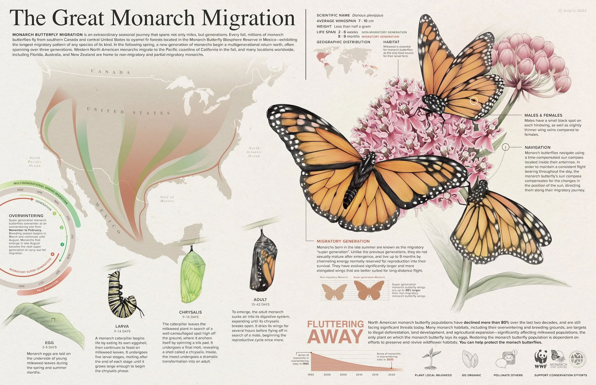 The Great Monarch Migration