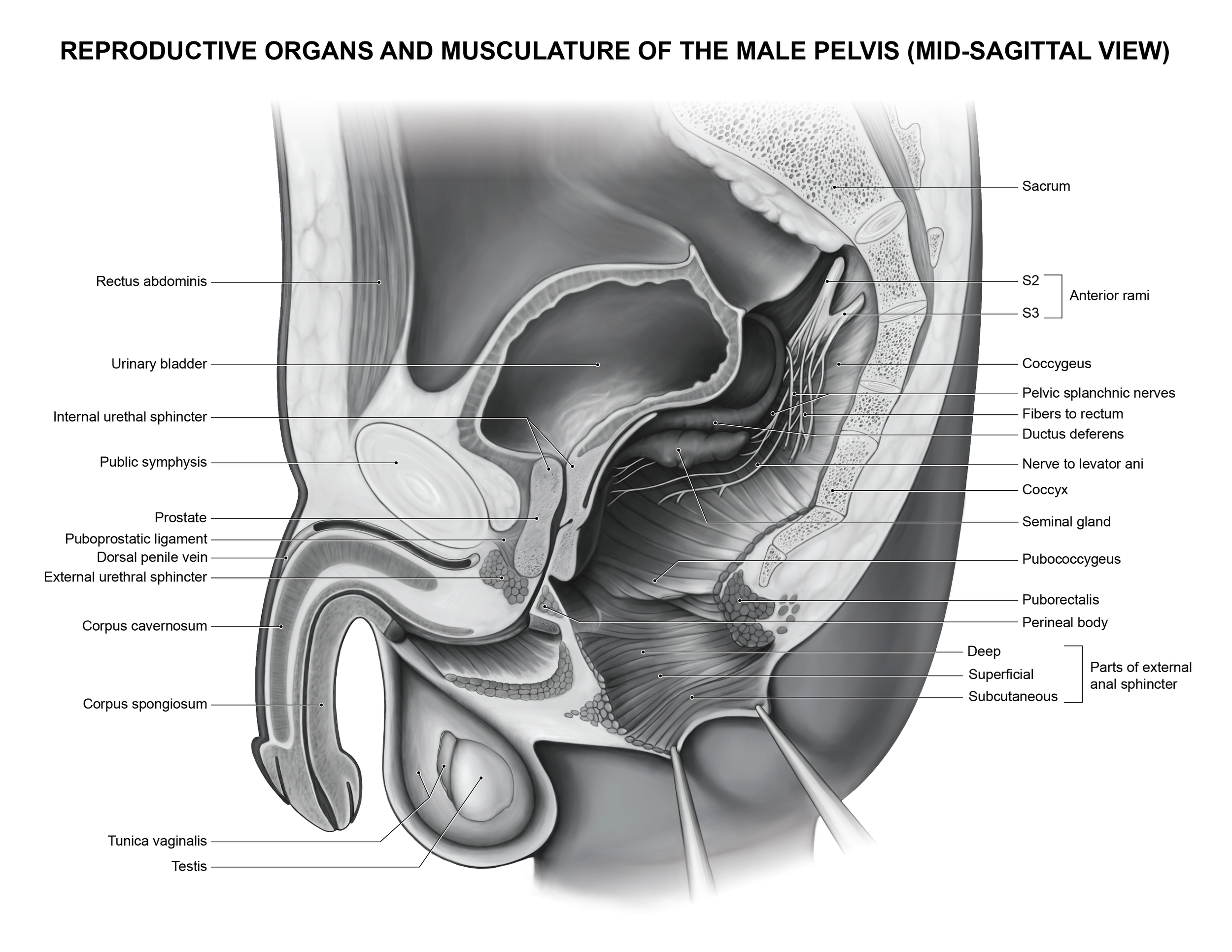Male Pelvis