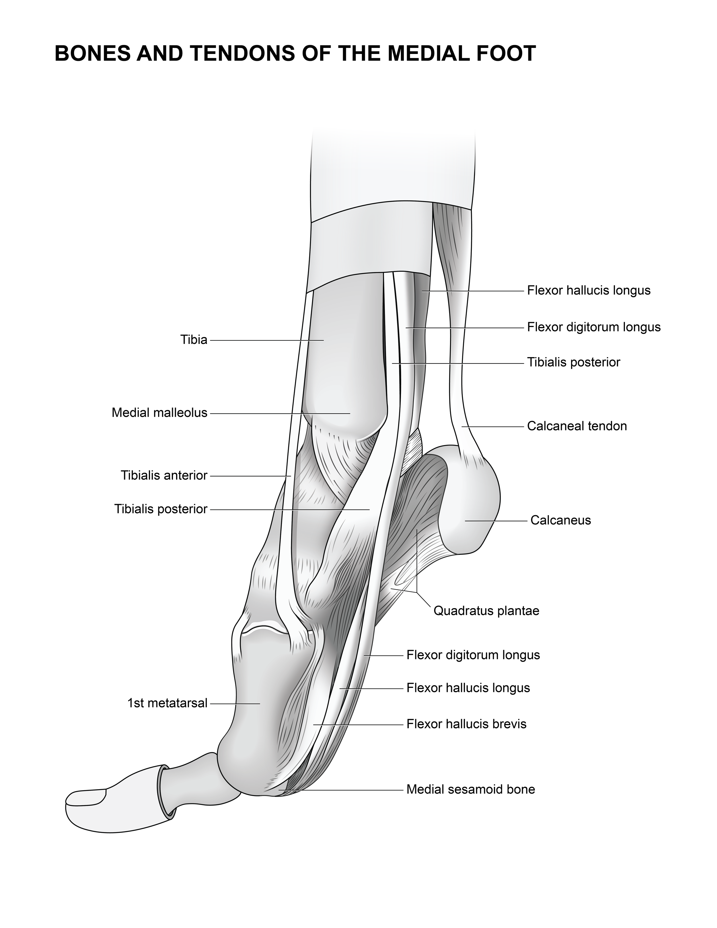 Medial Foot