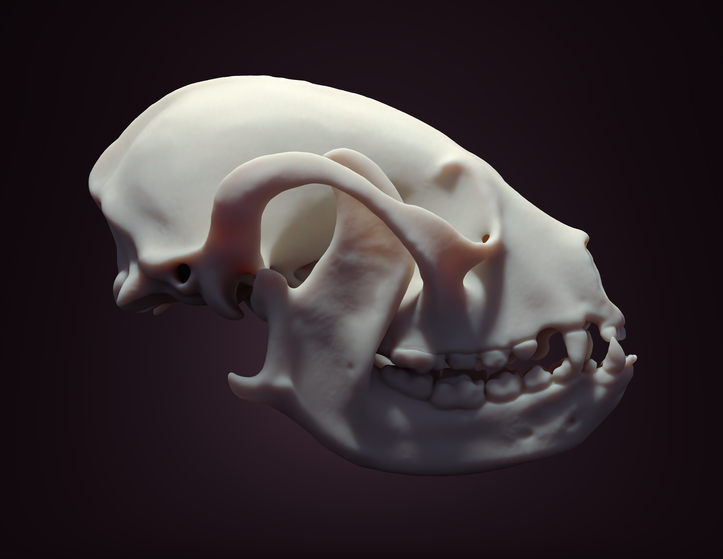 RedPandaLateralRender copy.png