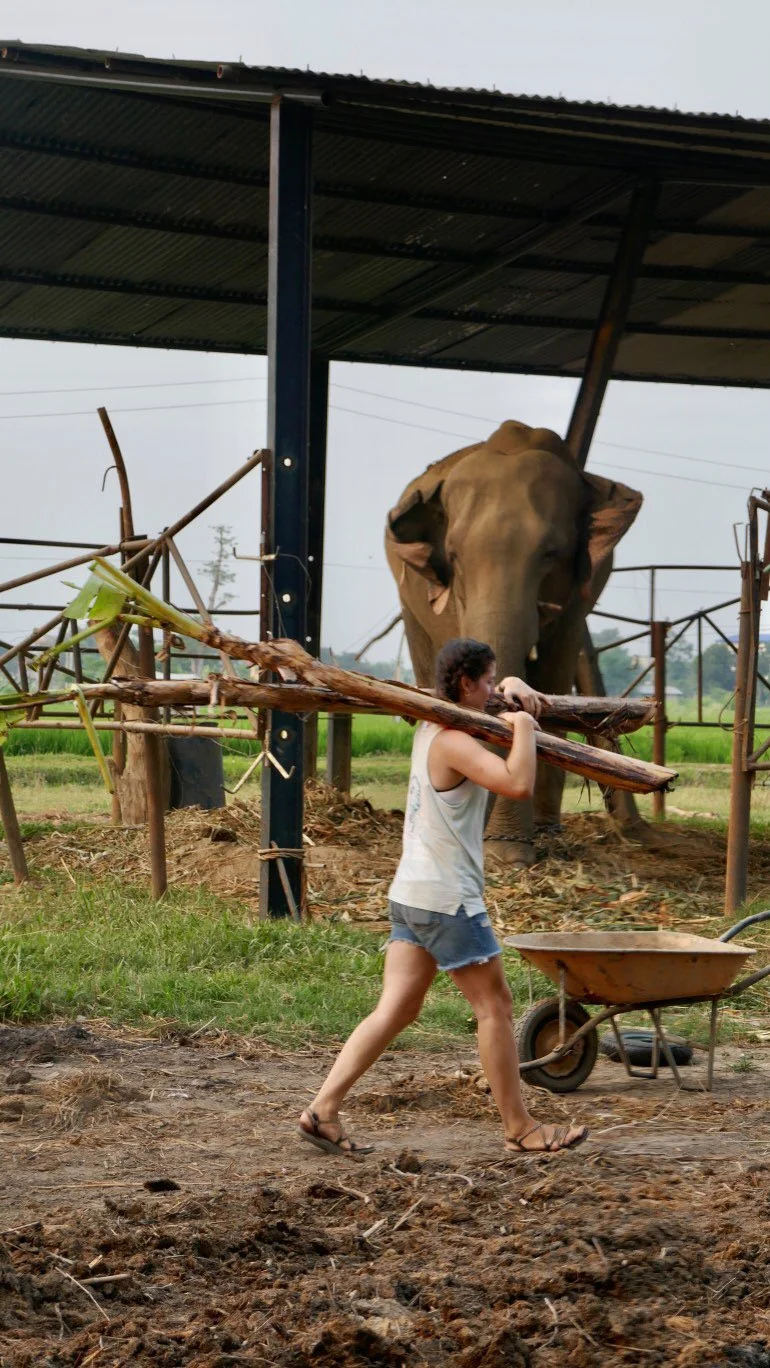 A woman carrying a wooden plank walks past an elephant standing under a shelter at a rural farm. A wheelbarrow is nearby and the ground appears muddy.