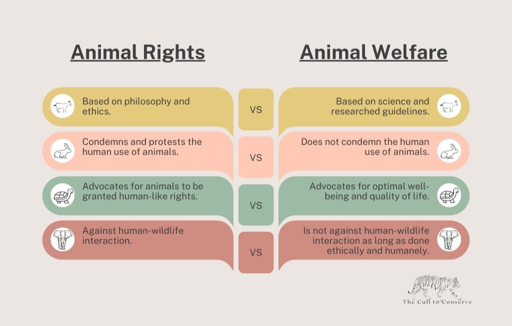 animal rights research paper