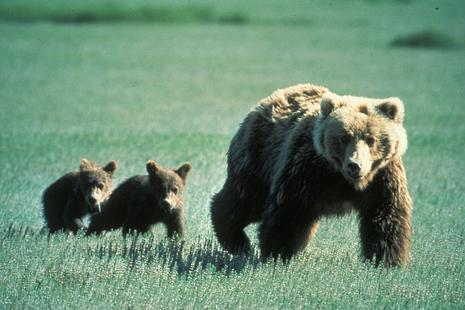 Grizzly Kitchen Towel - Grizzly bear conservation and protection