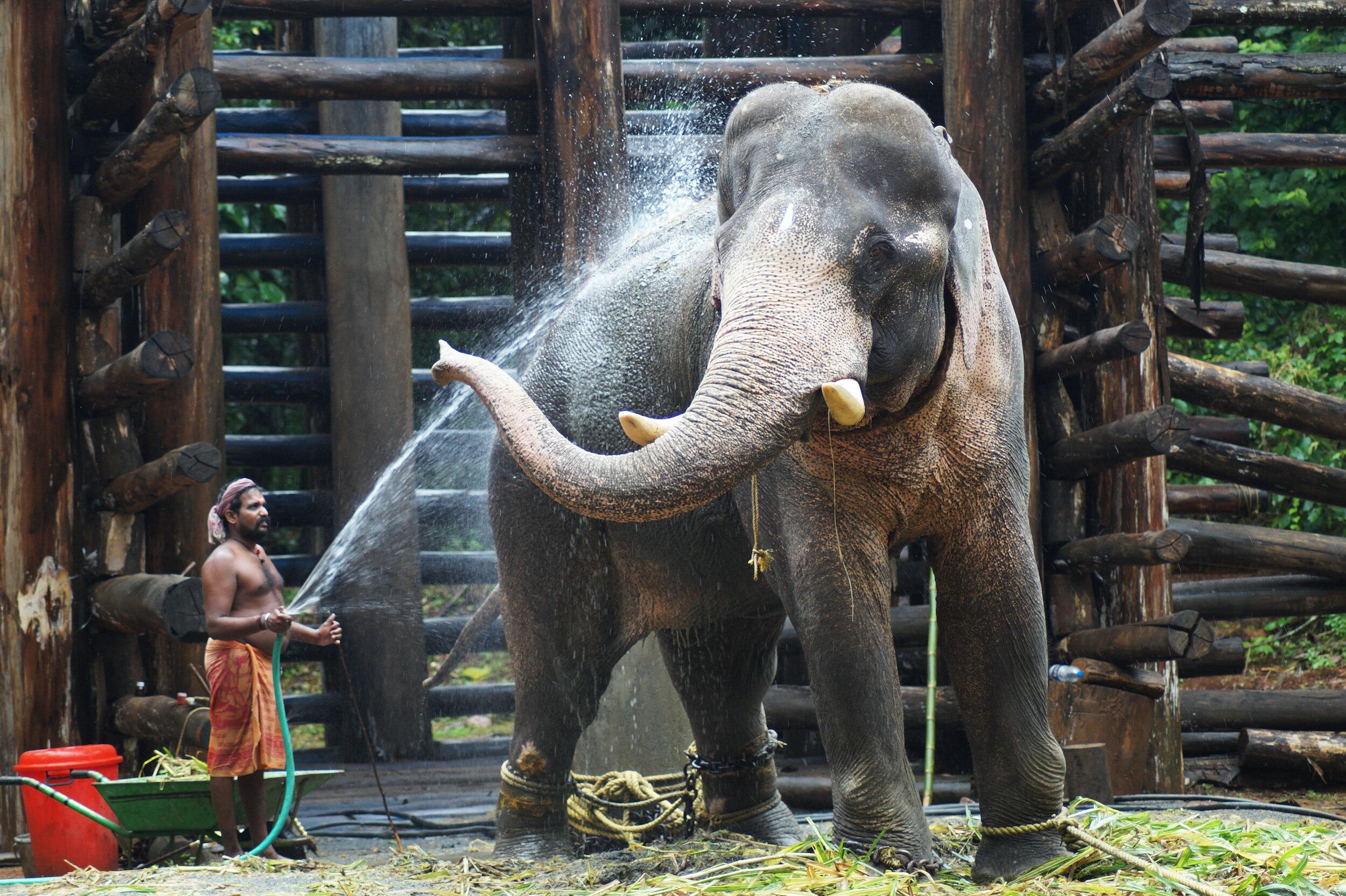 The Impact of Wildlife Tourism on Local Communities