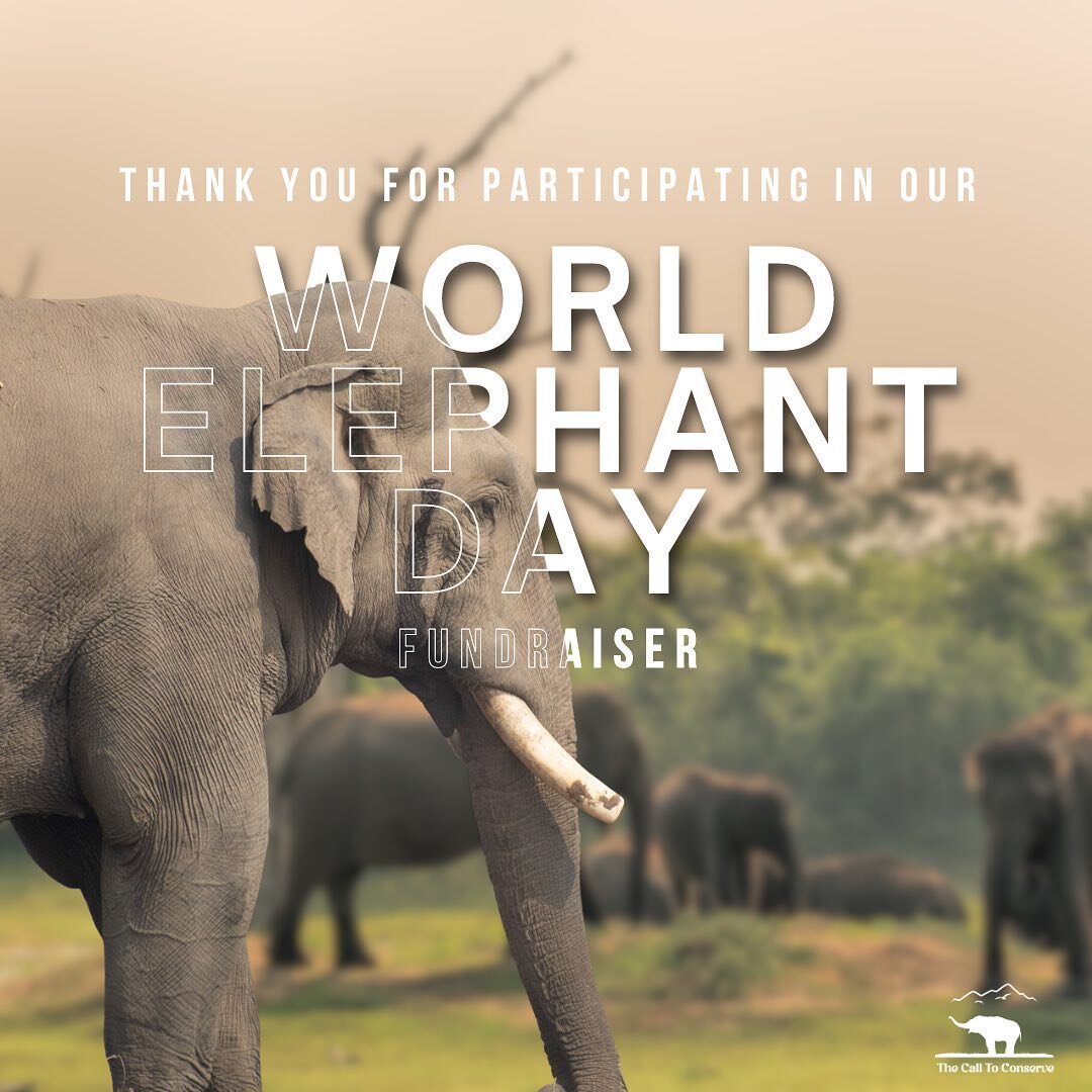 THANK YOU to all of our generous donors for making this world elephant day so special!! 🐘💛

Thanks to all of the support we received we were able to provide a feast for 8 working elephants 👏

But remember, our fundraiser is still going so it&rsquo