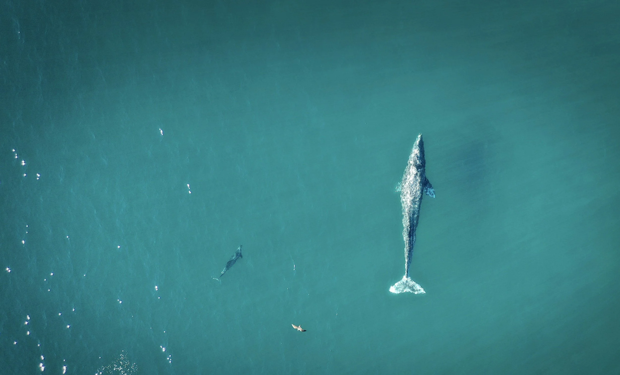 What is the Largest Animal in the World?