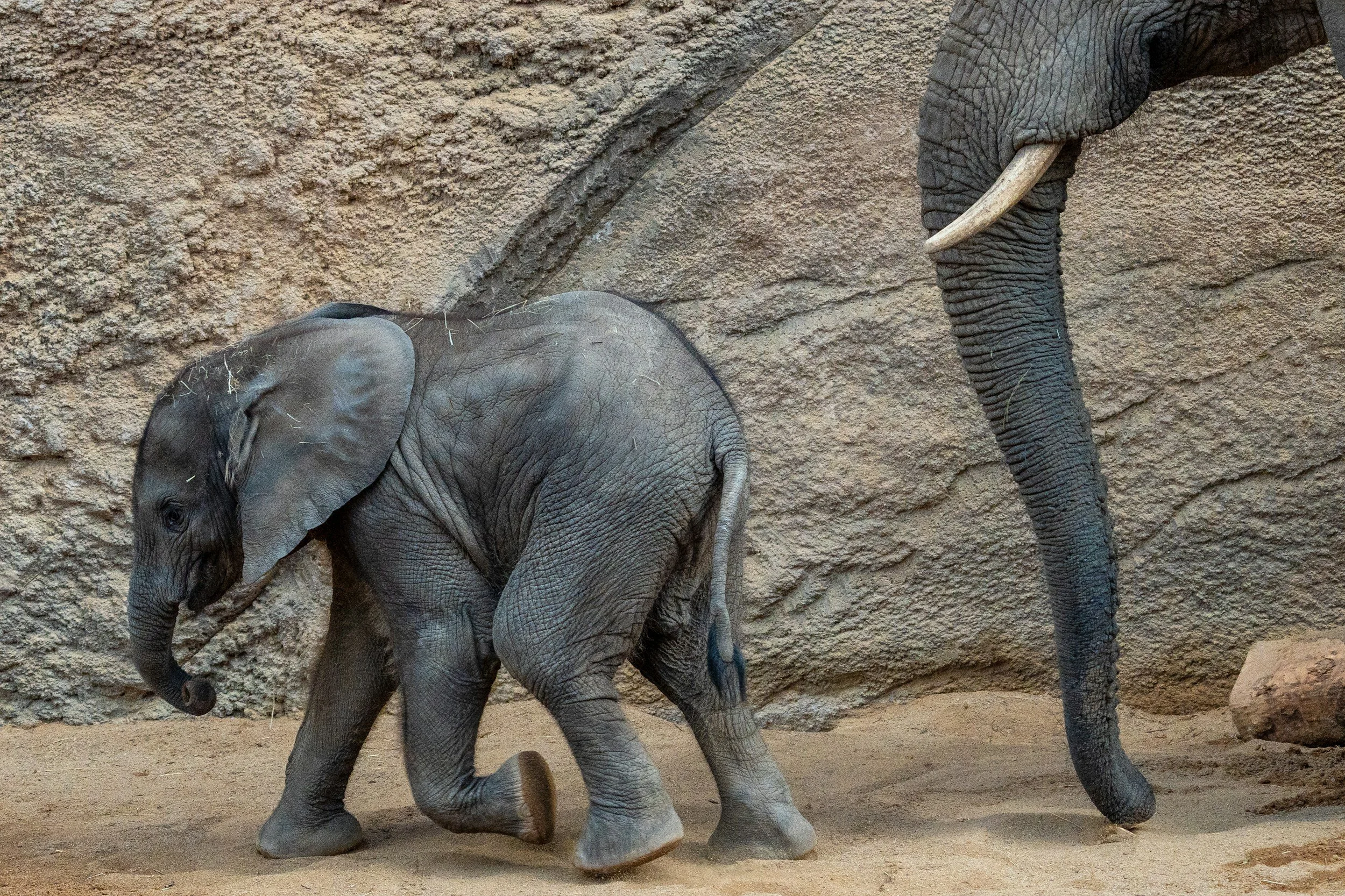 How Long Are Elephants Pregnant?
