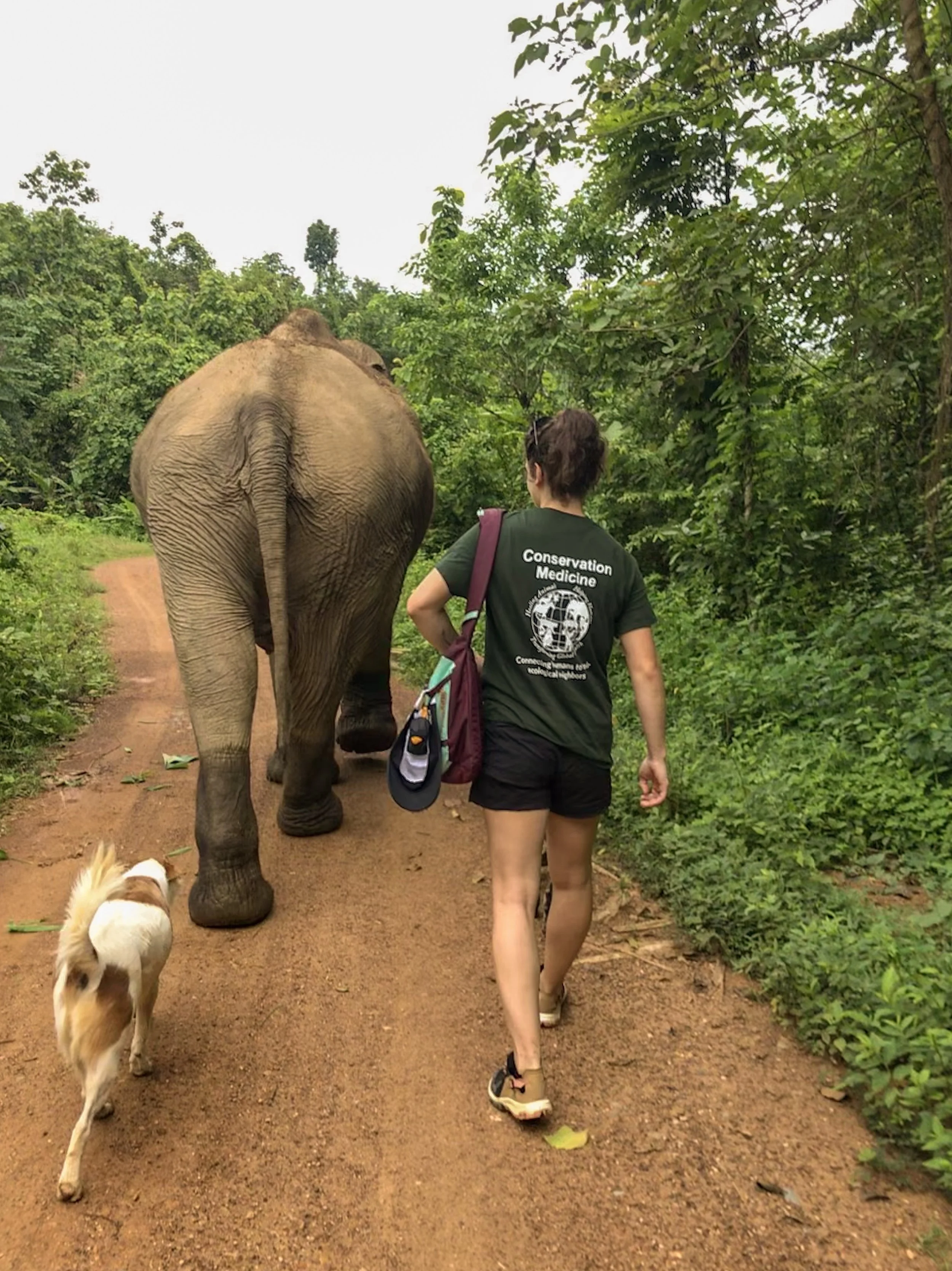 A woman in green conservation medicine shirt walking on a dirt path in a forest with a dog and an elephant.